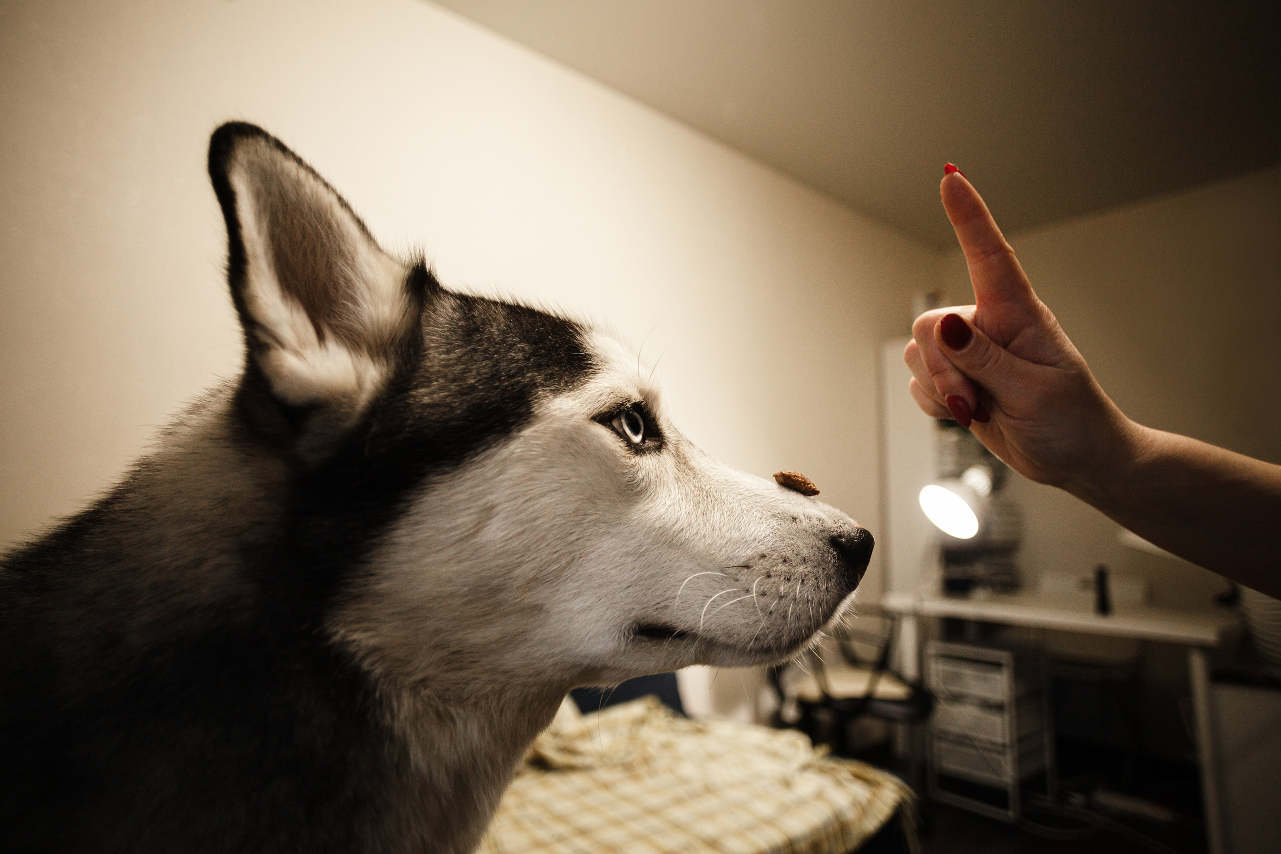 Киба и Аки. Фотограф-анималист Татьяна Степанова