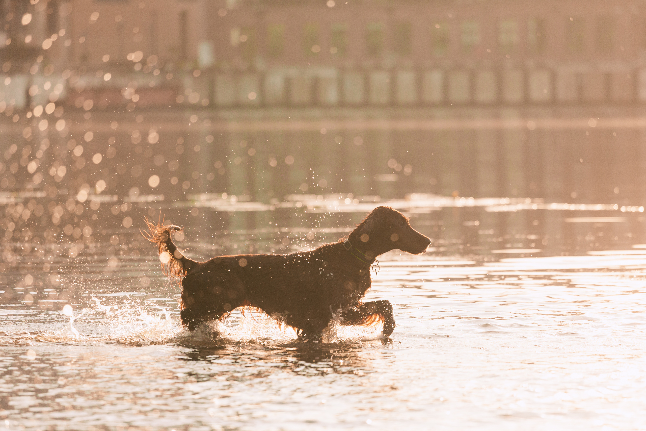 Рассветная съемка в ПКИО Северное Тушино. Фотограф-анималист Татьяна Степанова