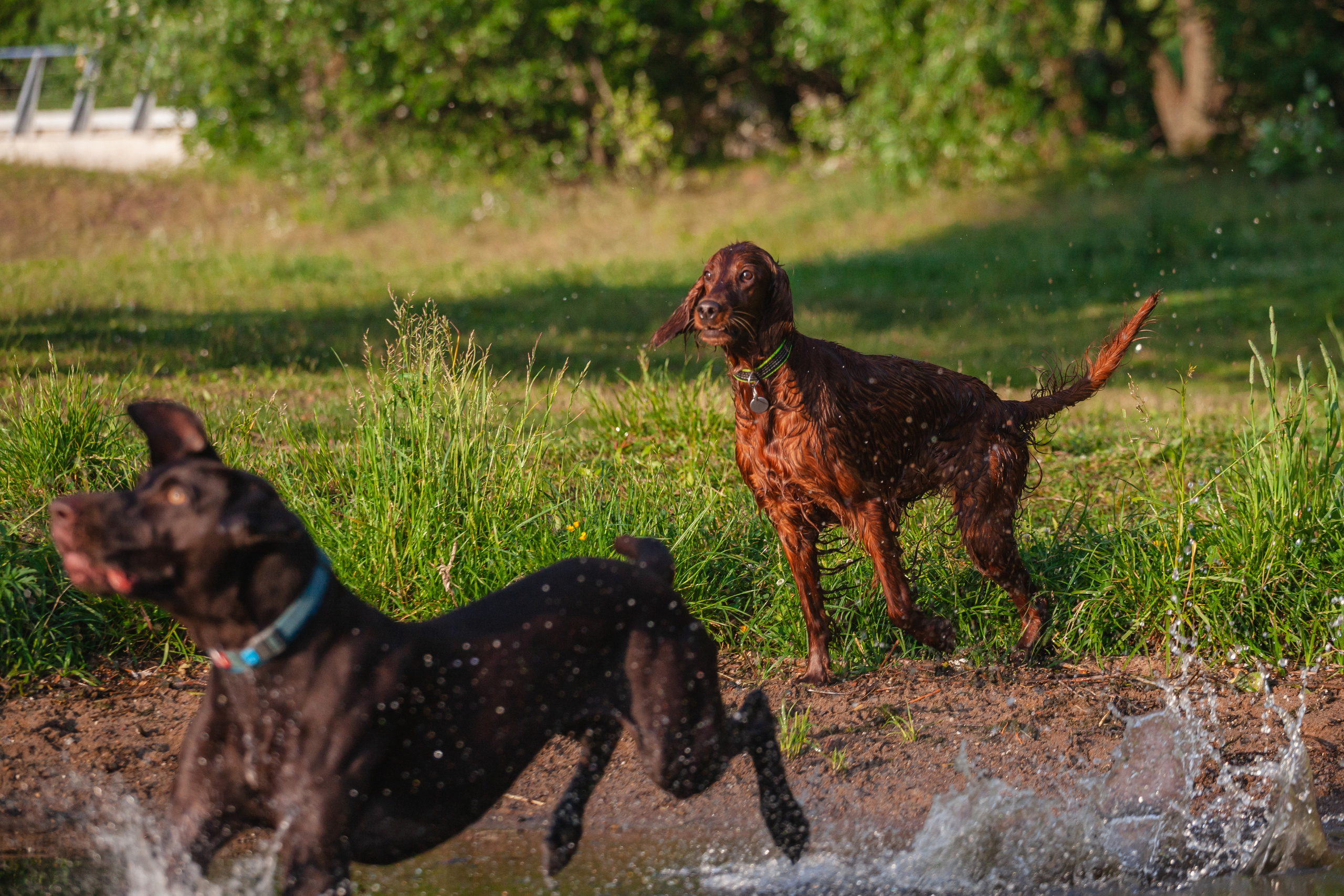 Рассветная съемка в ПКИО Северное Тушино. Фотограф-анималист Татьяна Степанова