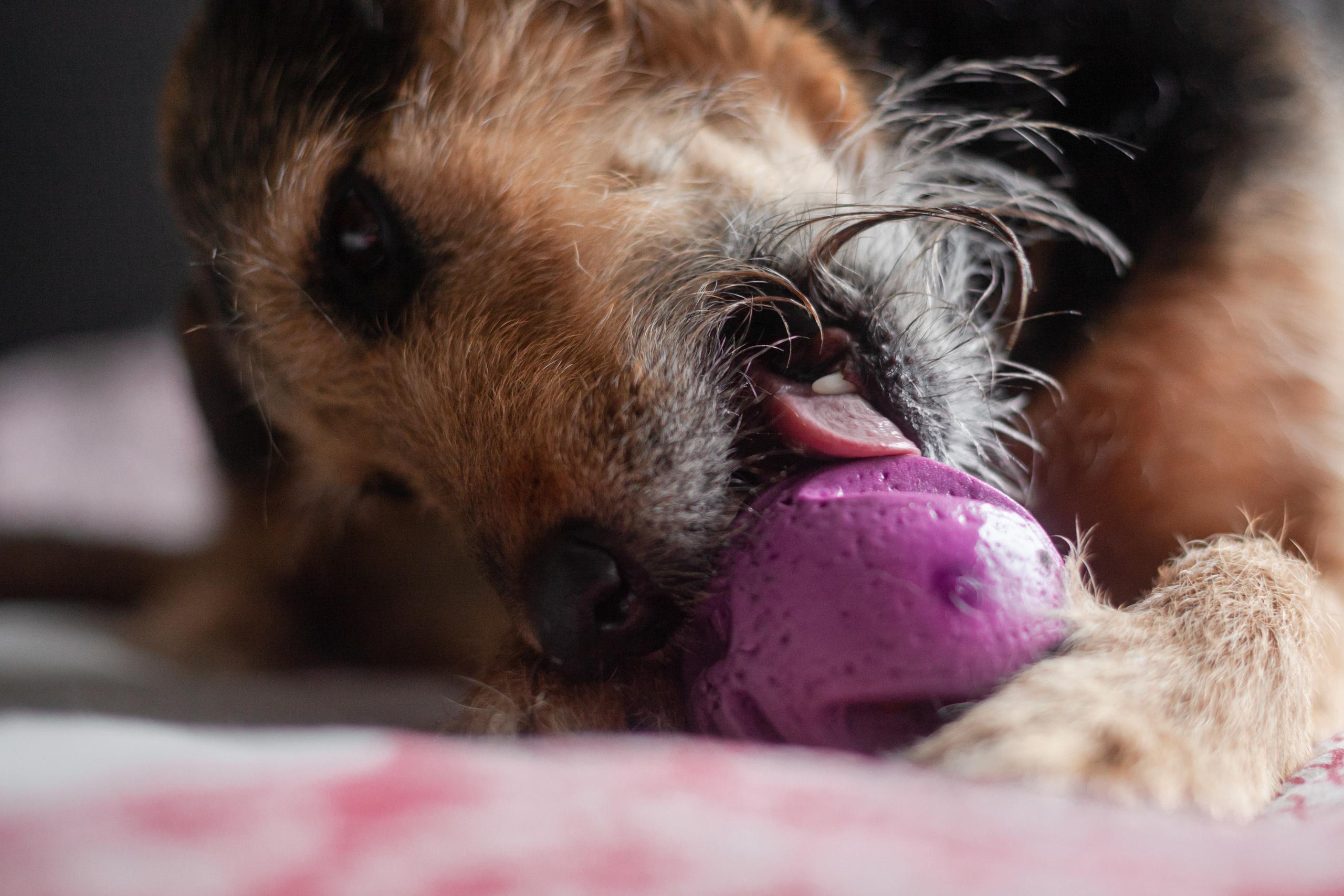 Лиза и Бренда. Фотограф-анималист Татьяна Степанова