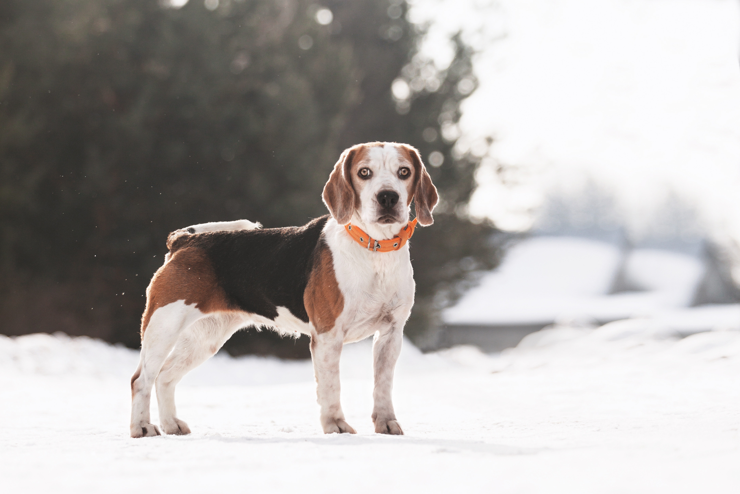 Группа помощи Дом для бигля 2023. Фотограф-анималист Татьяна Степанова
