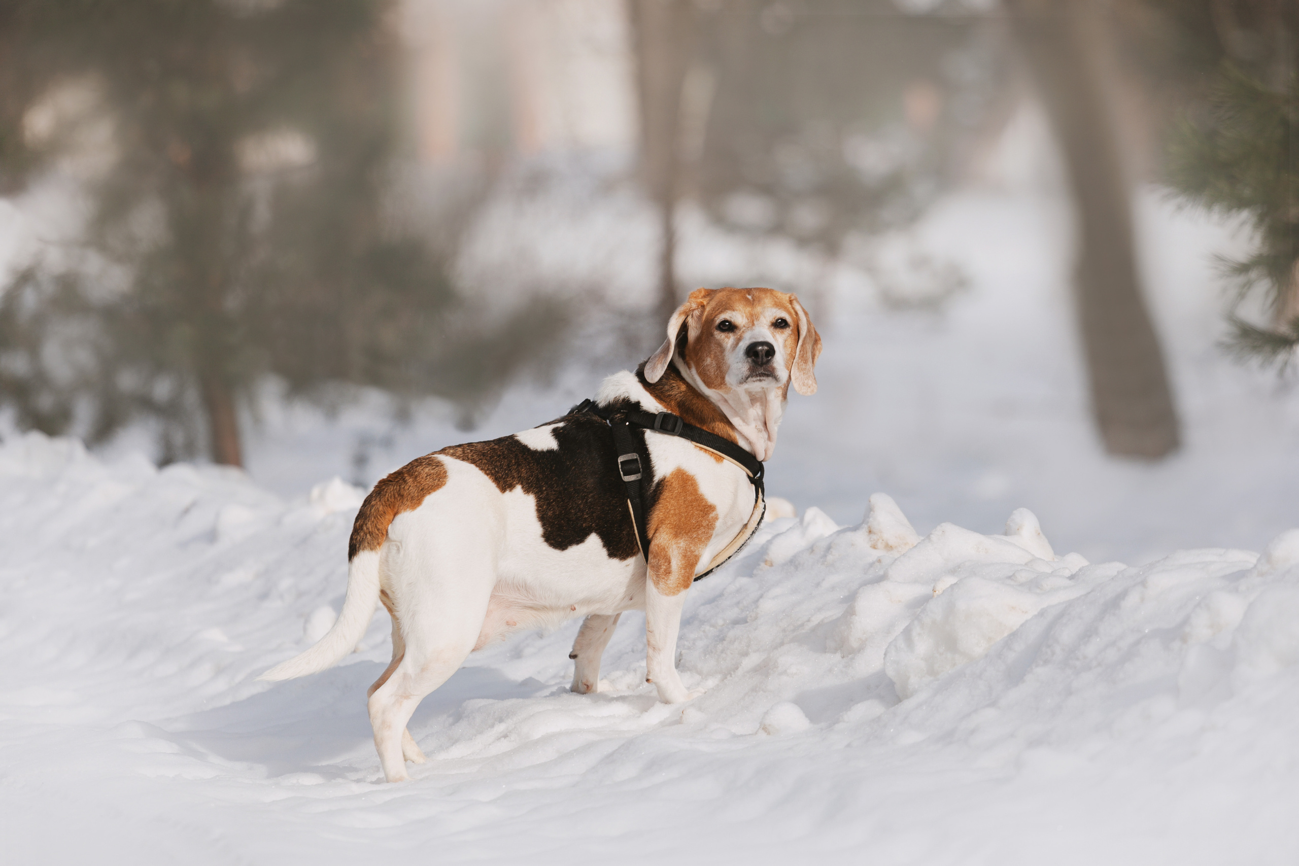 Группа помощи Дом для бигля 2023. Фотограф-анималист Татьяна Степанова
