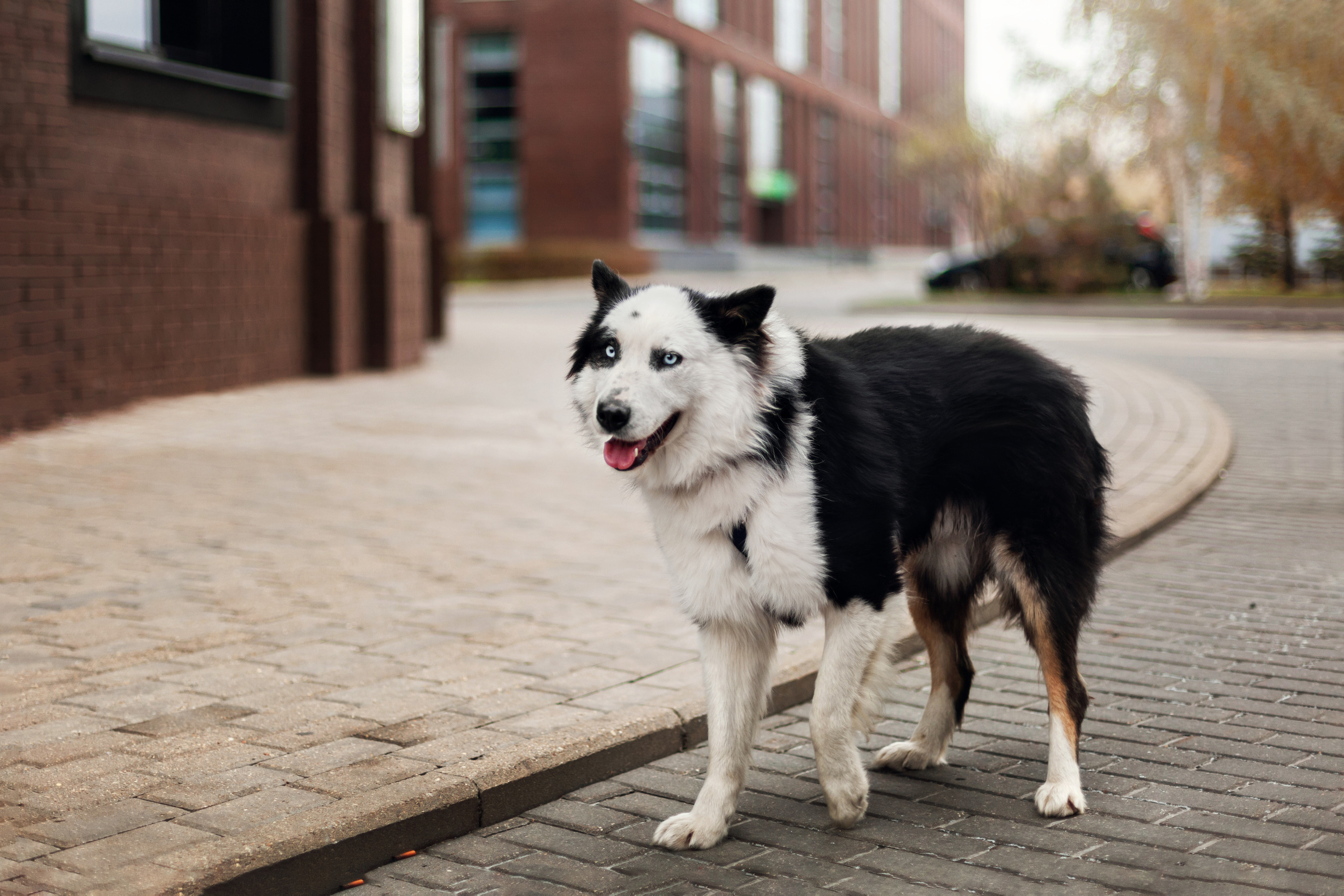 Чех 2022. Фотограф-анималист Татьяна Степанова