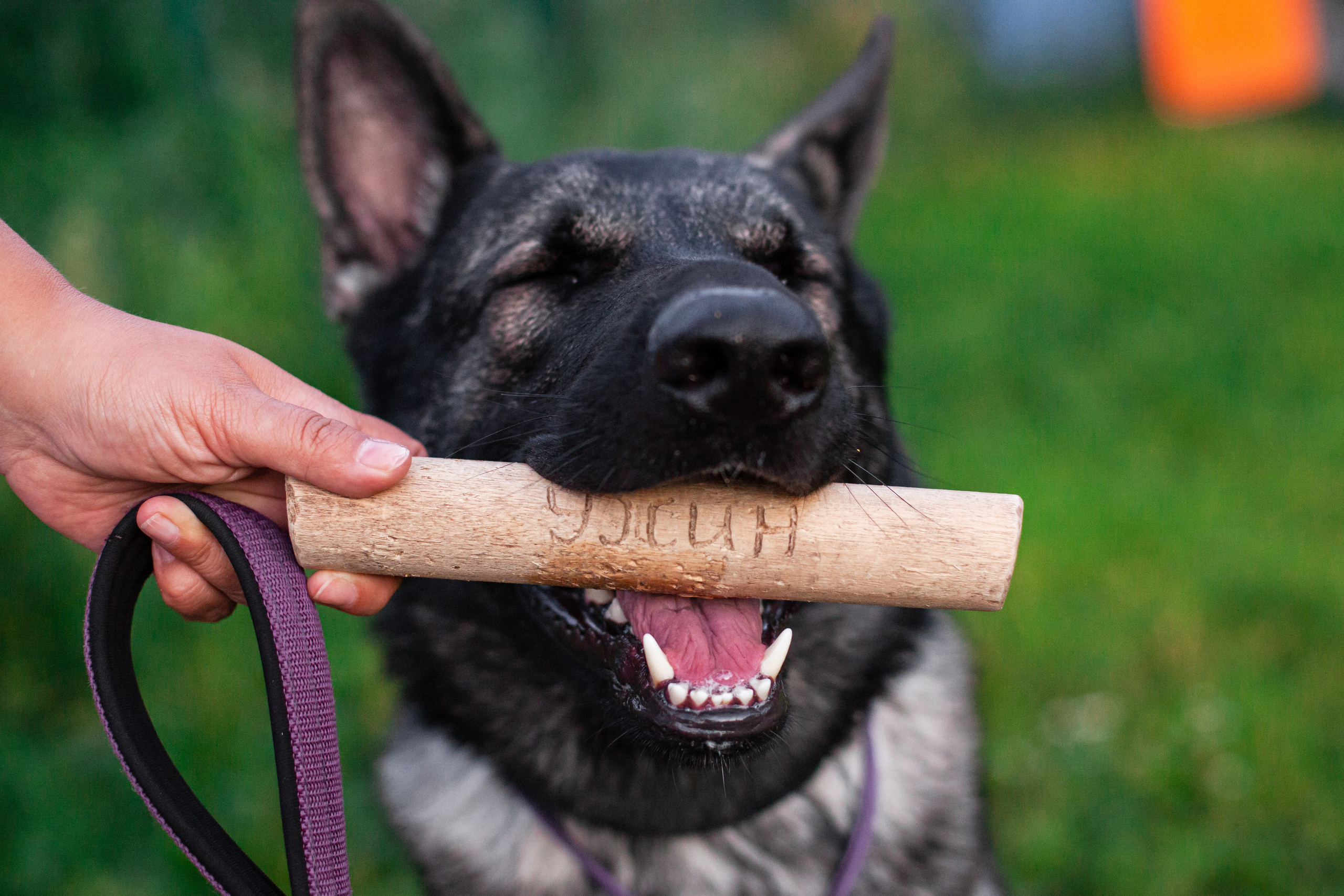 Занятие ЗКС+Выборка 2022. Фотограф-анималист Татьяна Степанова