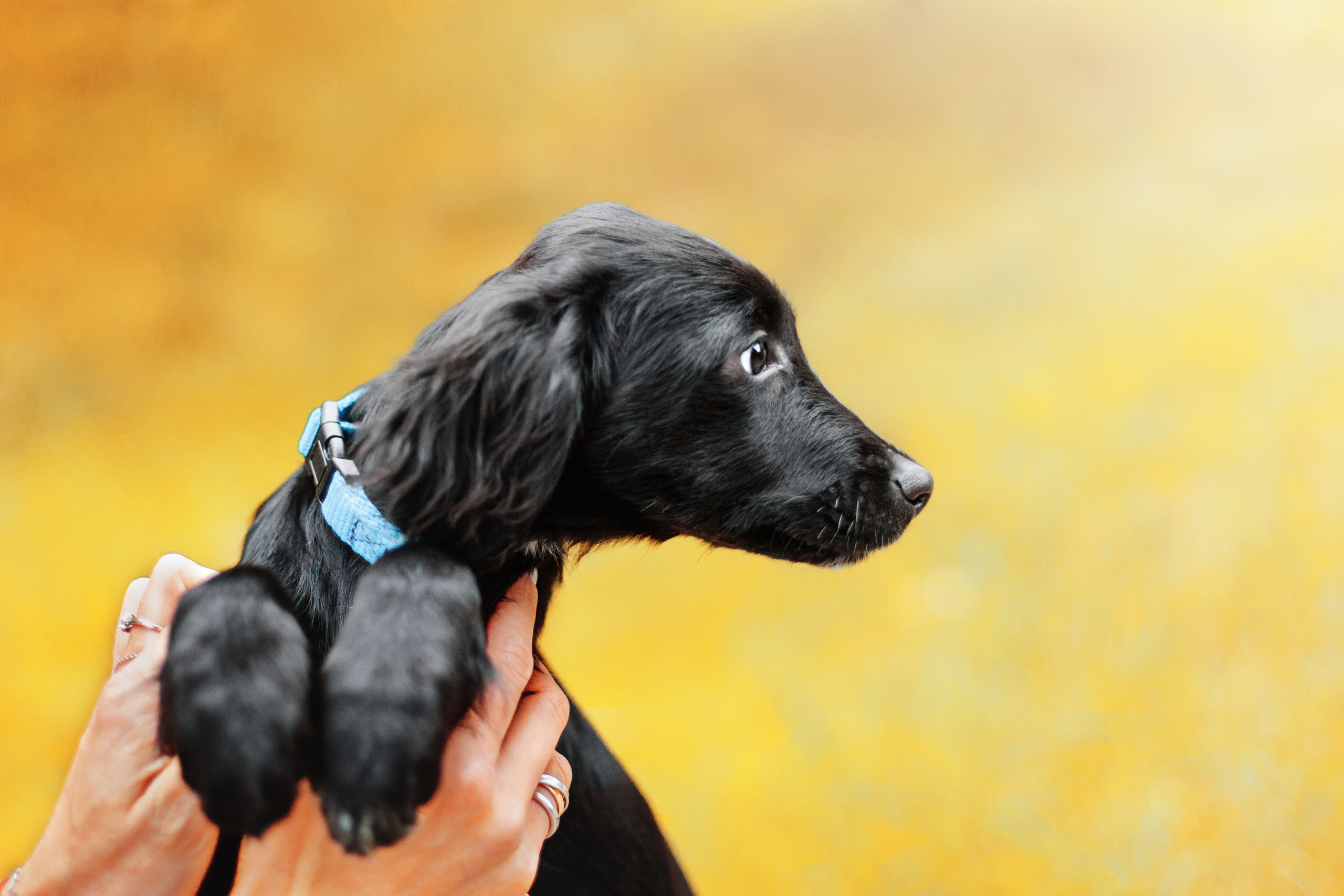 Пара щенков 2022. Фотограф-анималист Татьяна Степанова