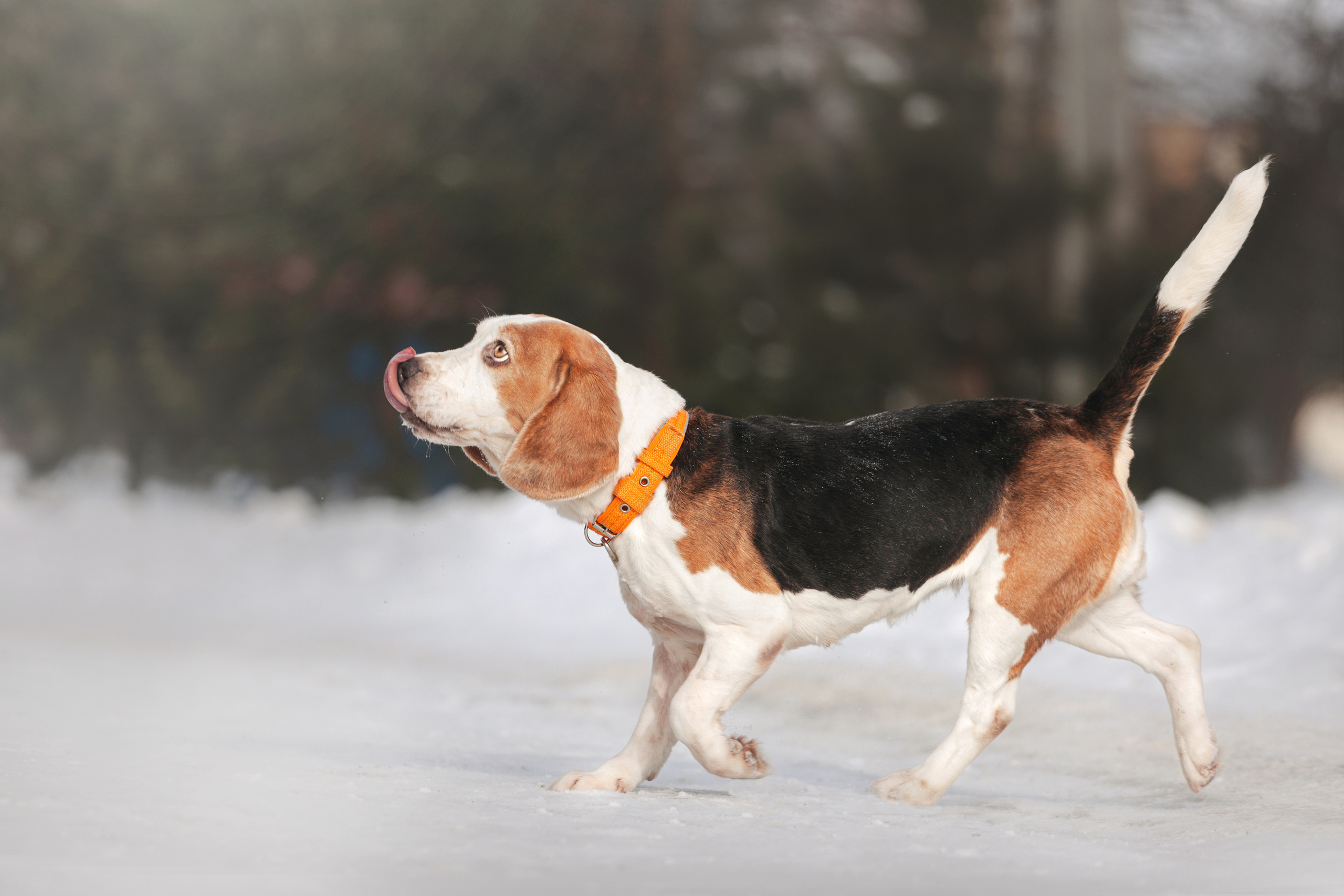 Группа помощи Дом для бигля 2023. Фотограф-анималист Татьяна Степанова