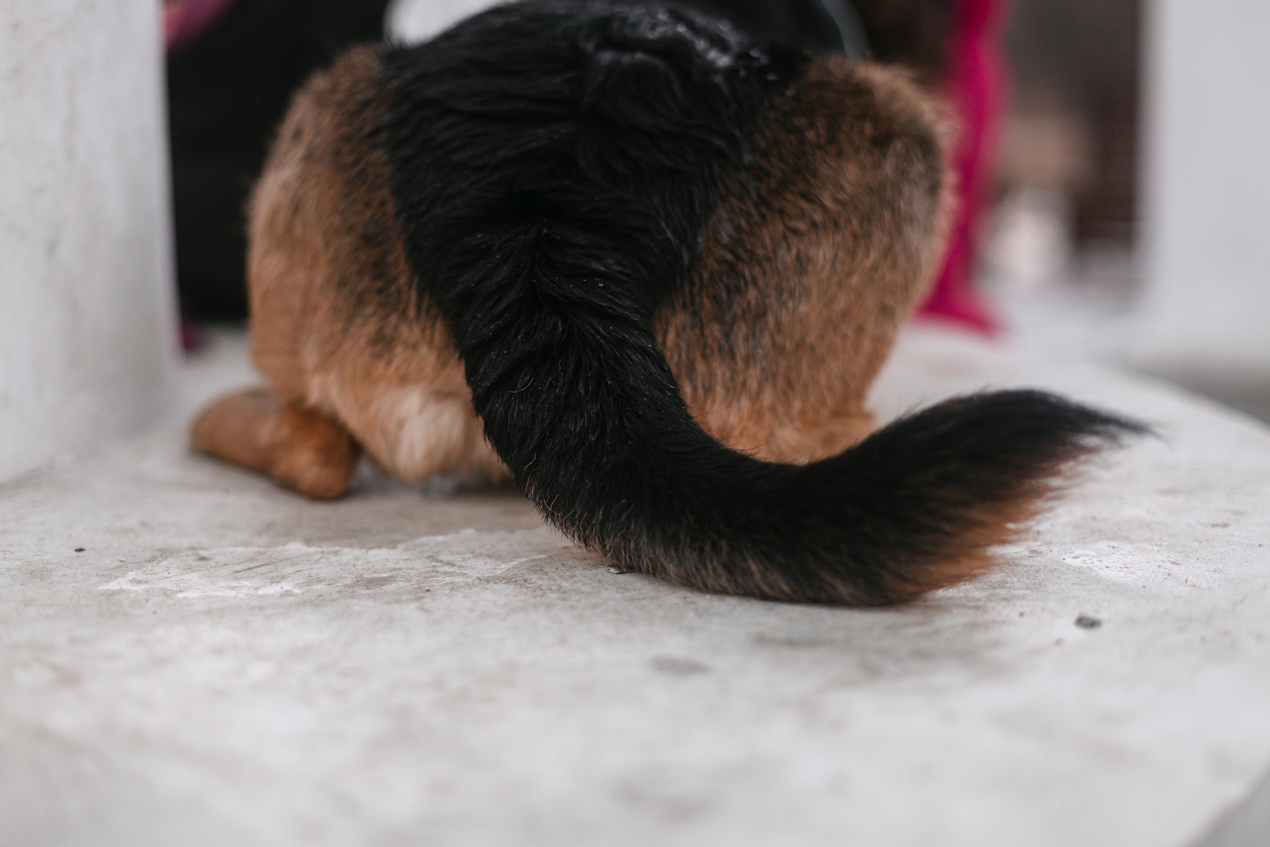 Лиза и Бренда. Фотограф-анималист Татьяна Степанова