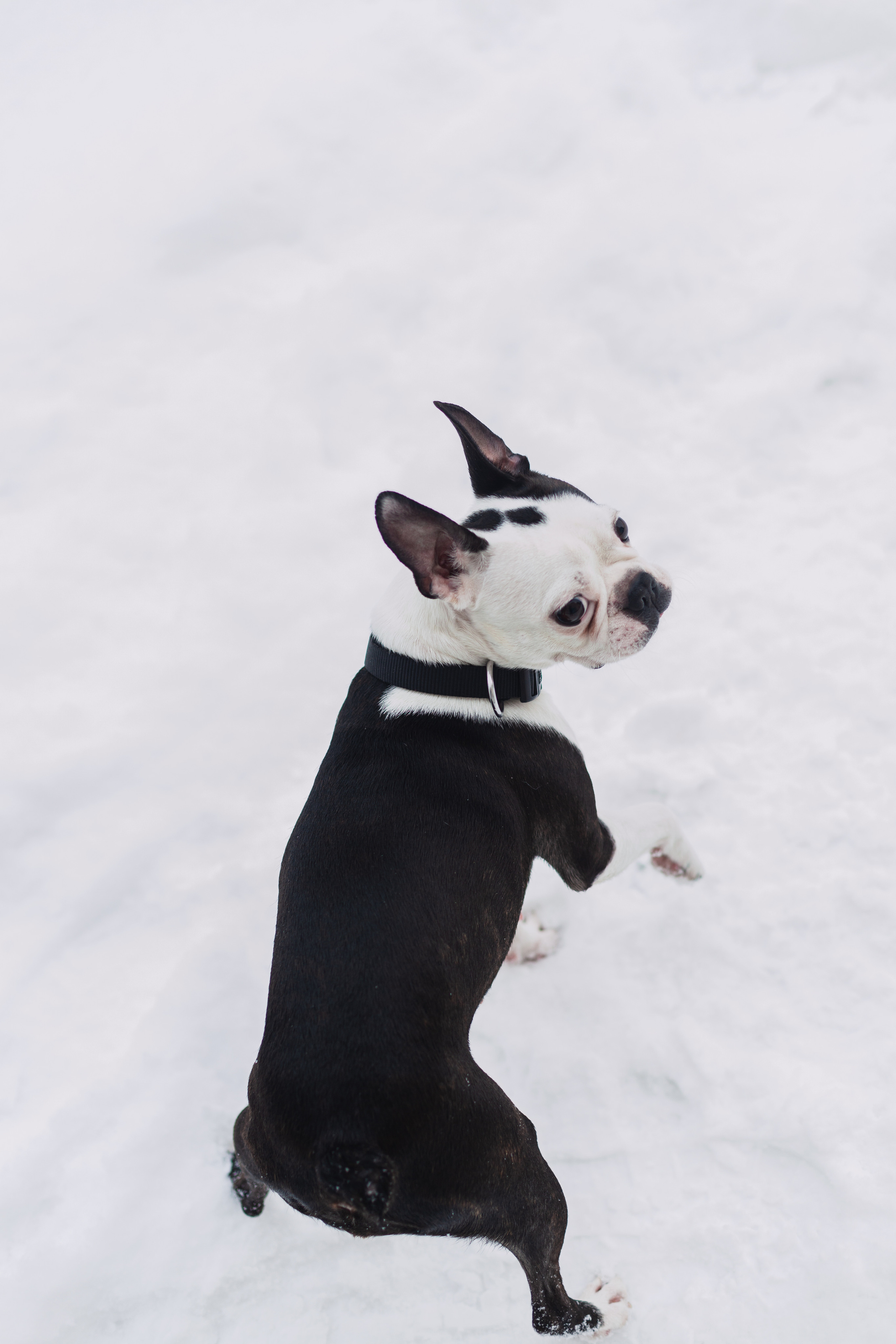 Василиса и Мира Кузнецкий мост. Фотограф-анималист Татьяна Степанова