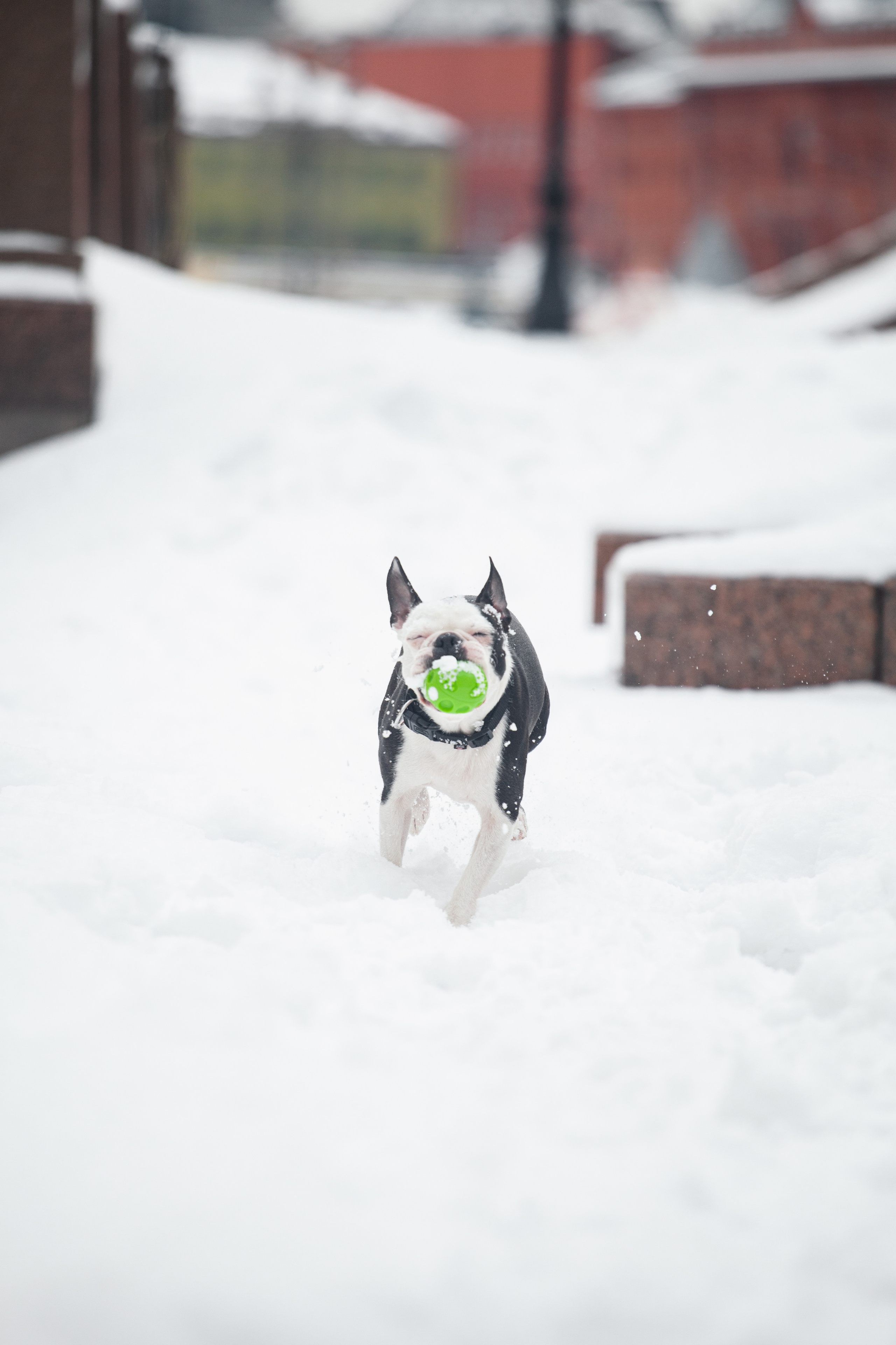 Василиса и Мира Кузнецкий мост. Фотограф-анималист Татьяна Степанова