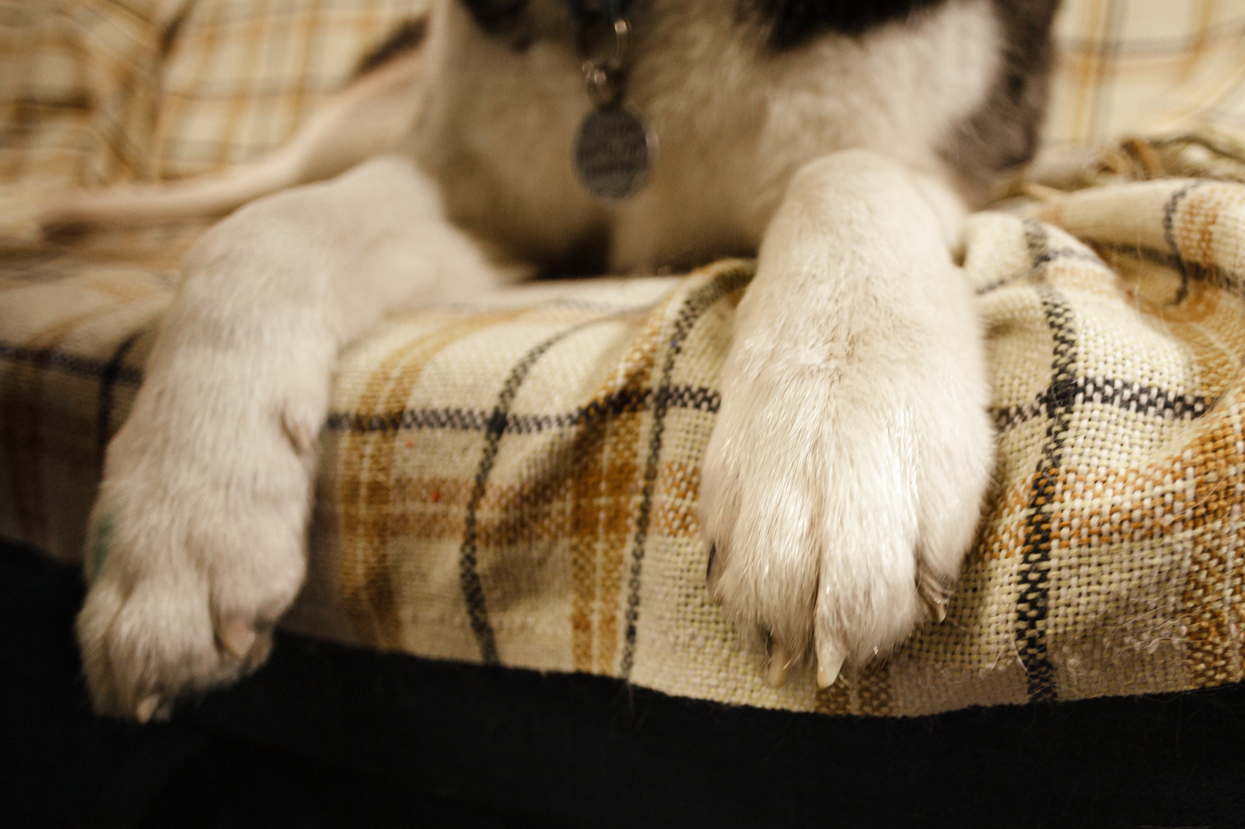 Киба и Аки. Фотограф-анималист Татьяна Степанова