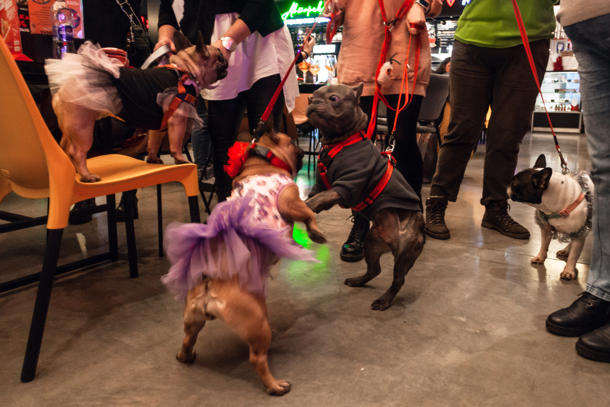 Бульелка 2022. Фотограф-анималист Татьяна Степанова