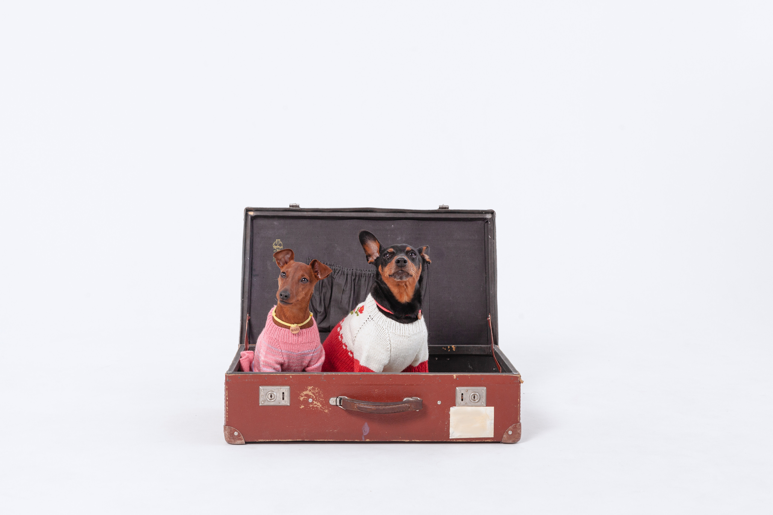 Александра и пинчеры Майя и Джой. Фотограф-анималист Татьяна Степанова