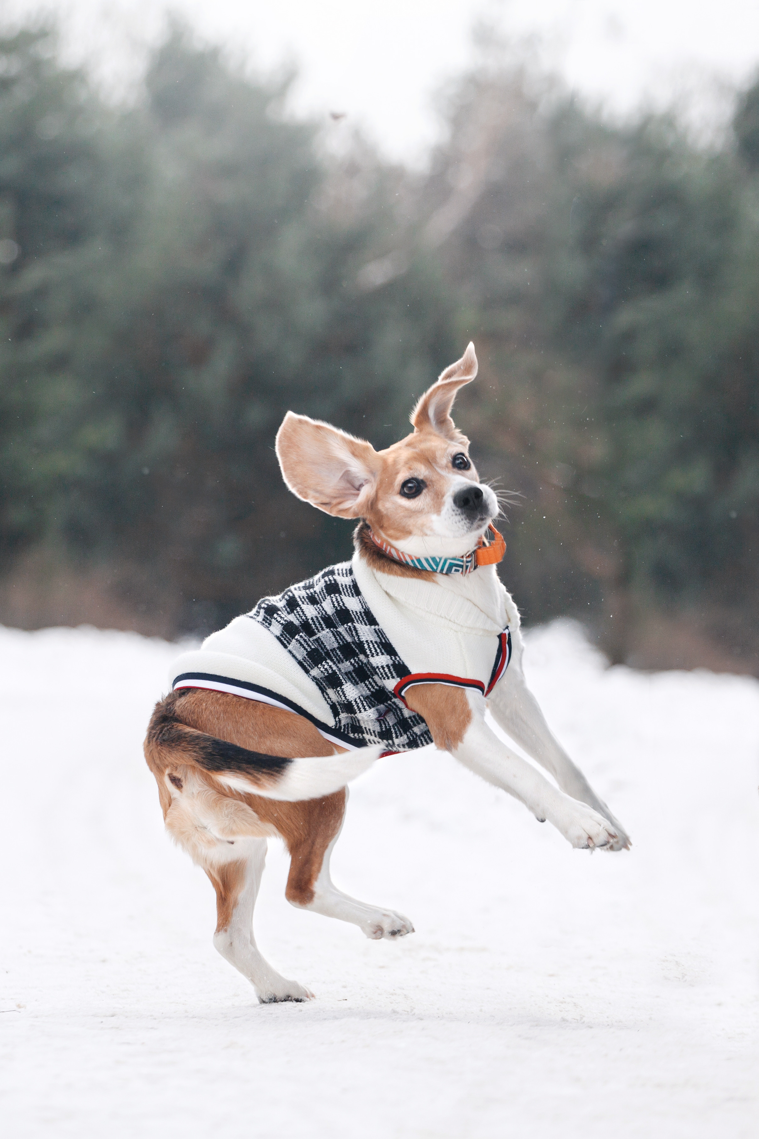 Группа помощи Дом для бигля 2023. Фотограф-анималист Татьяна Степанова
