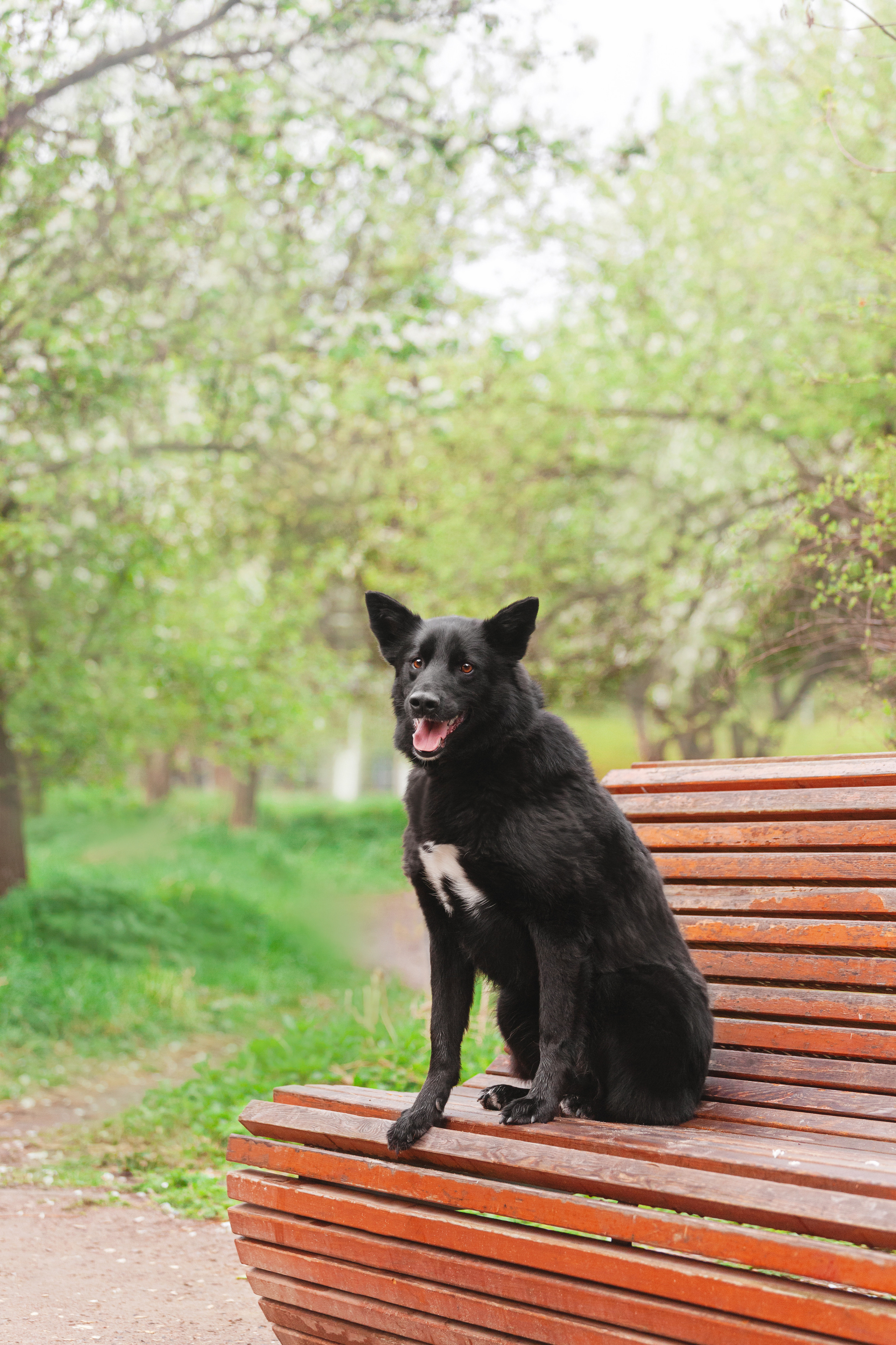 Съемка 3 собак в цветении 2023. Фотограф-анималист Татьяна Степанова