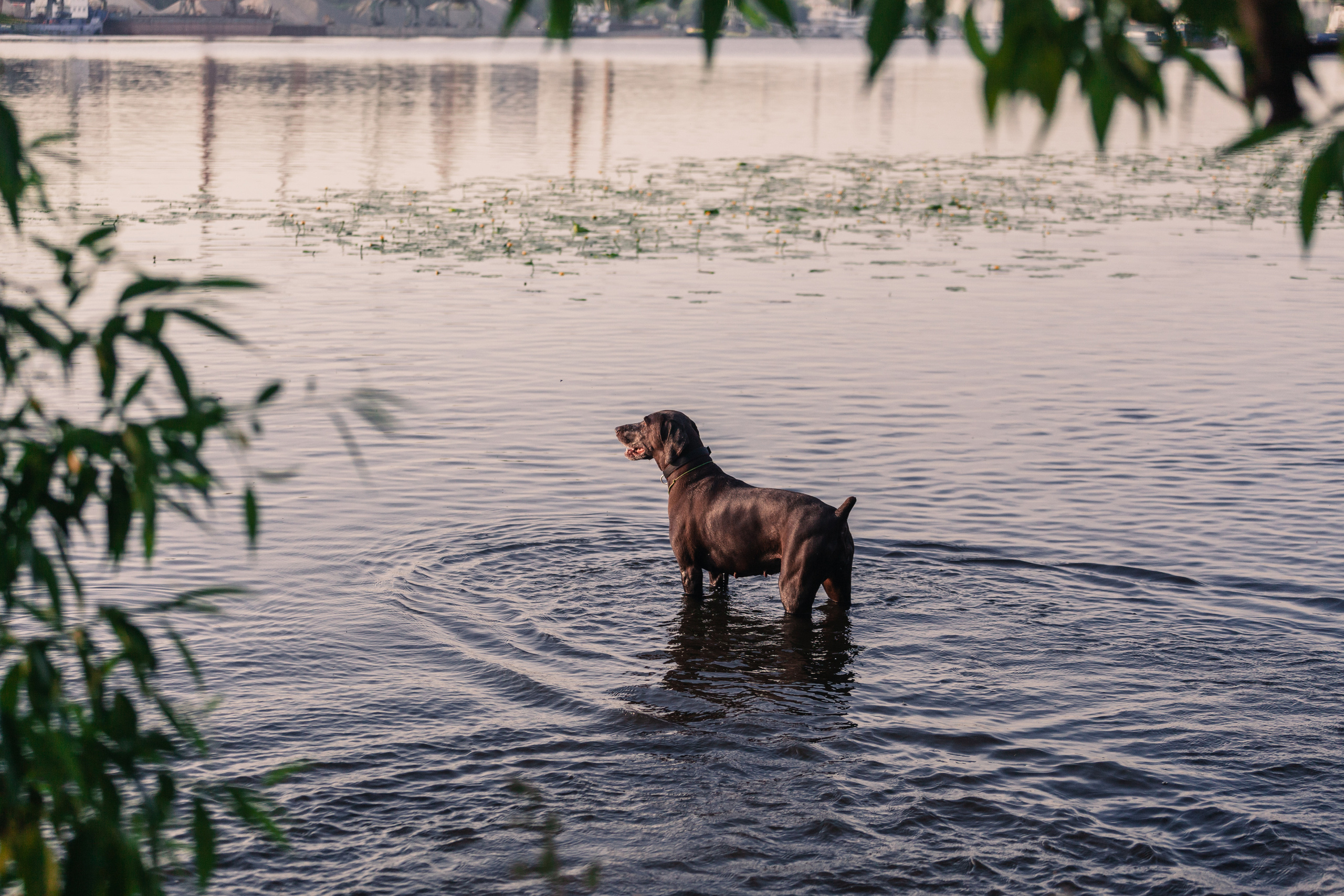 Рассветная съемка в ПКИО Северное Тушино. Фотограф-анималист Татьяна Степанова