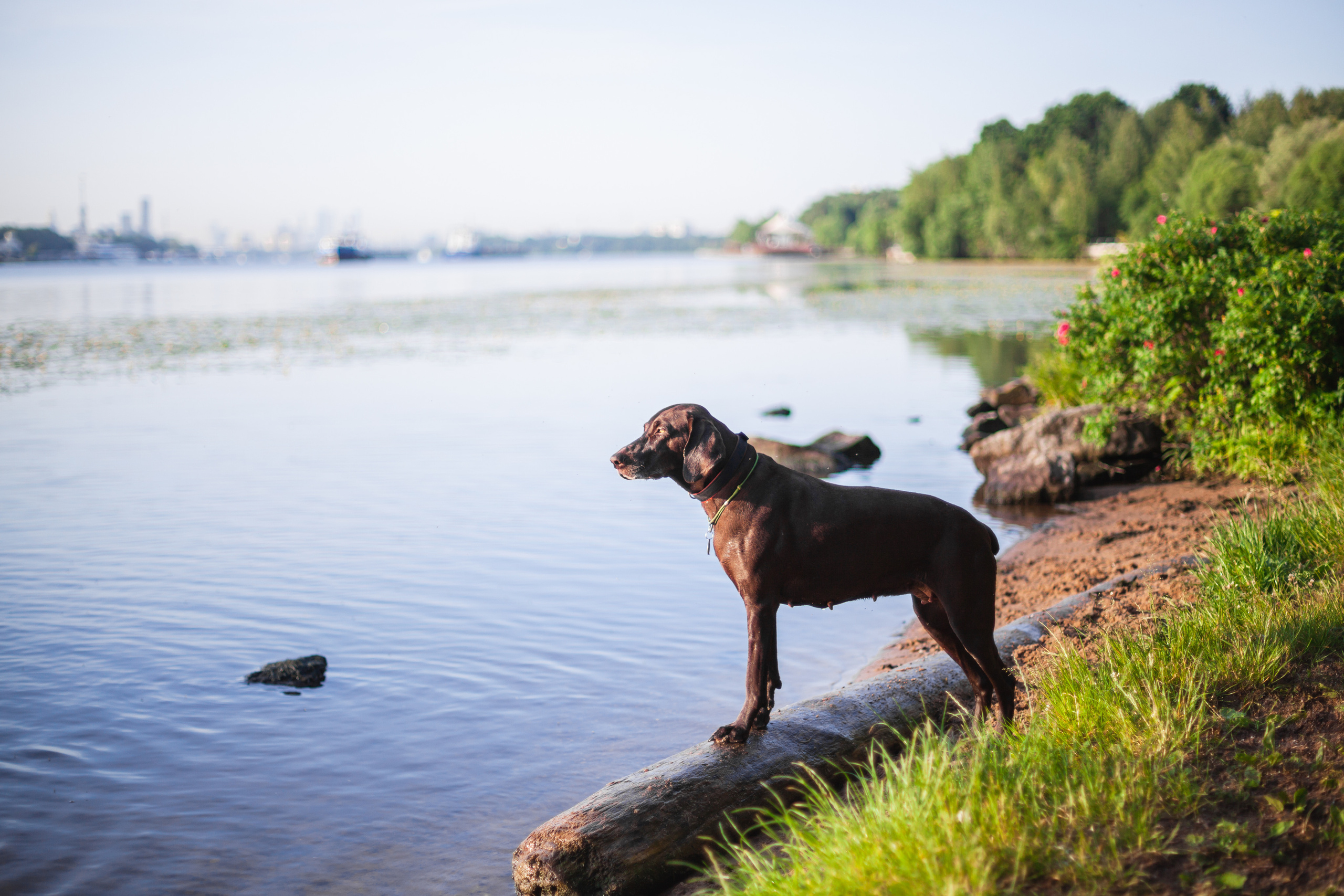 Рассветная съемка в ПКИО Северное Тушино. Фотограф-анималист Татьяна Степанова