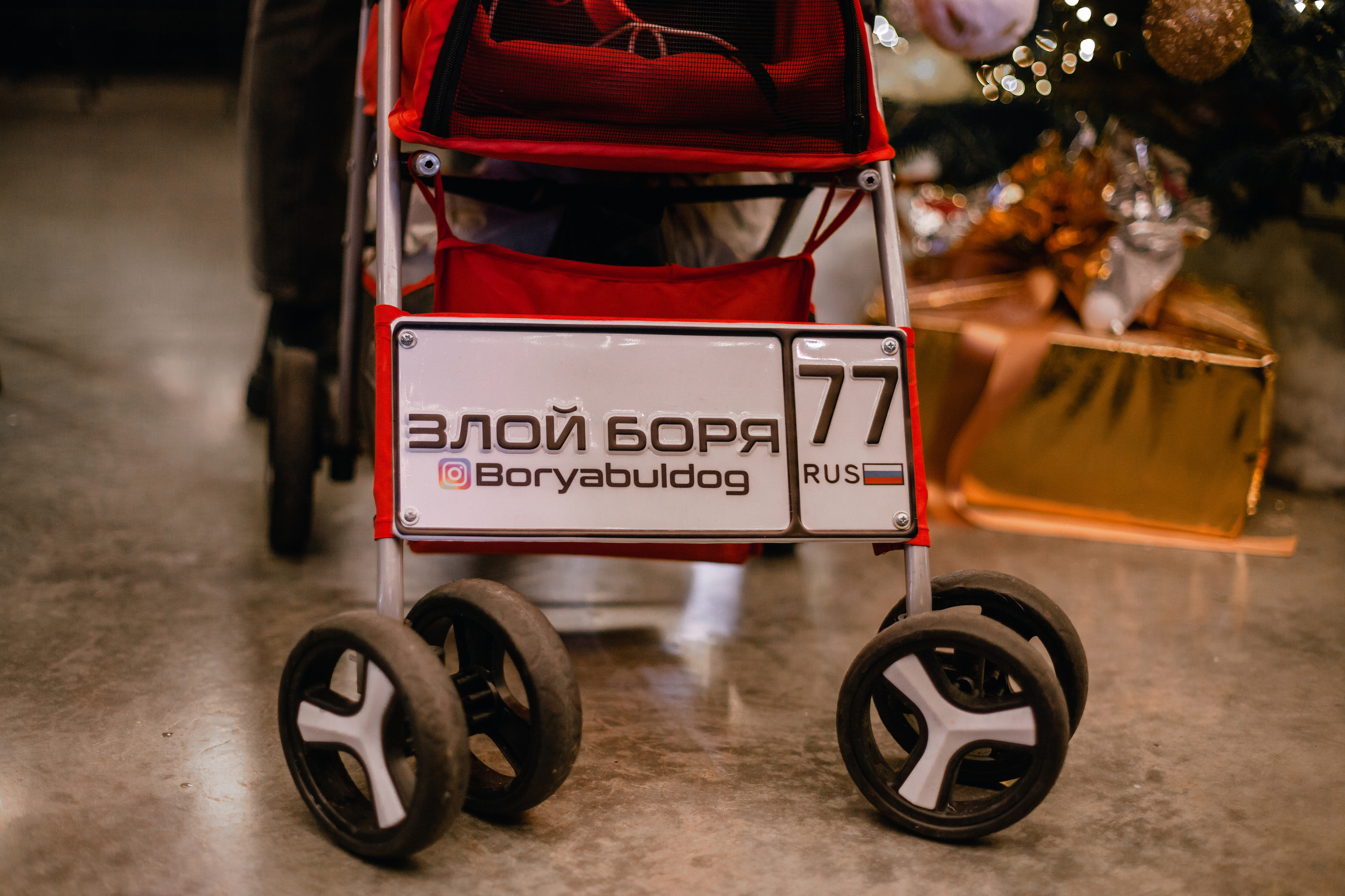 Бульелка 2022. Фотограф-анималист Татьяна Степанова