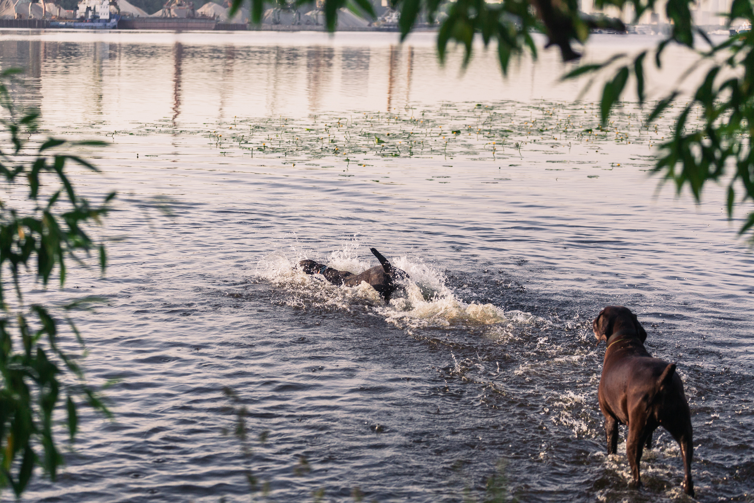 Рассветная съемка в ПКИО Северное Тушино. Фотограф-анималист Татьяна Степанова