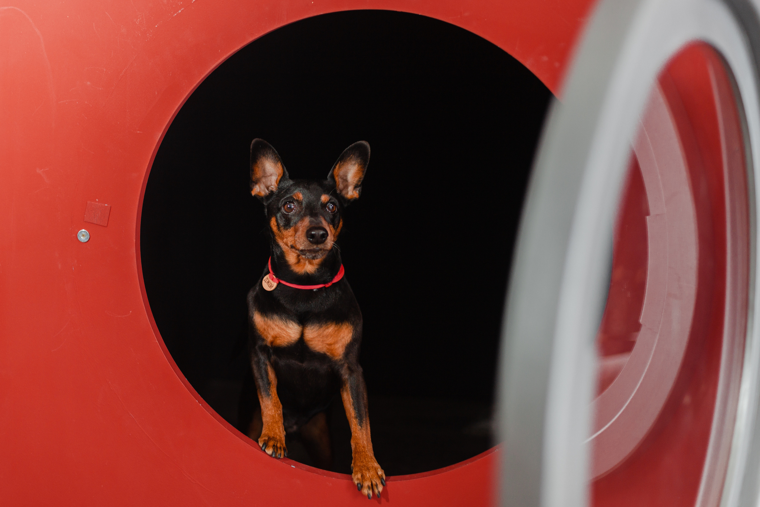 Александра и пинчеры Майя и Джой. Фотограф-анималист Татьяна Степанова