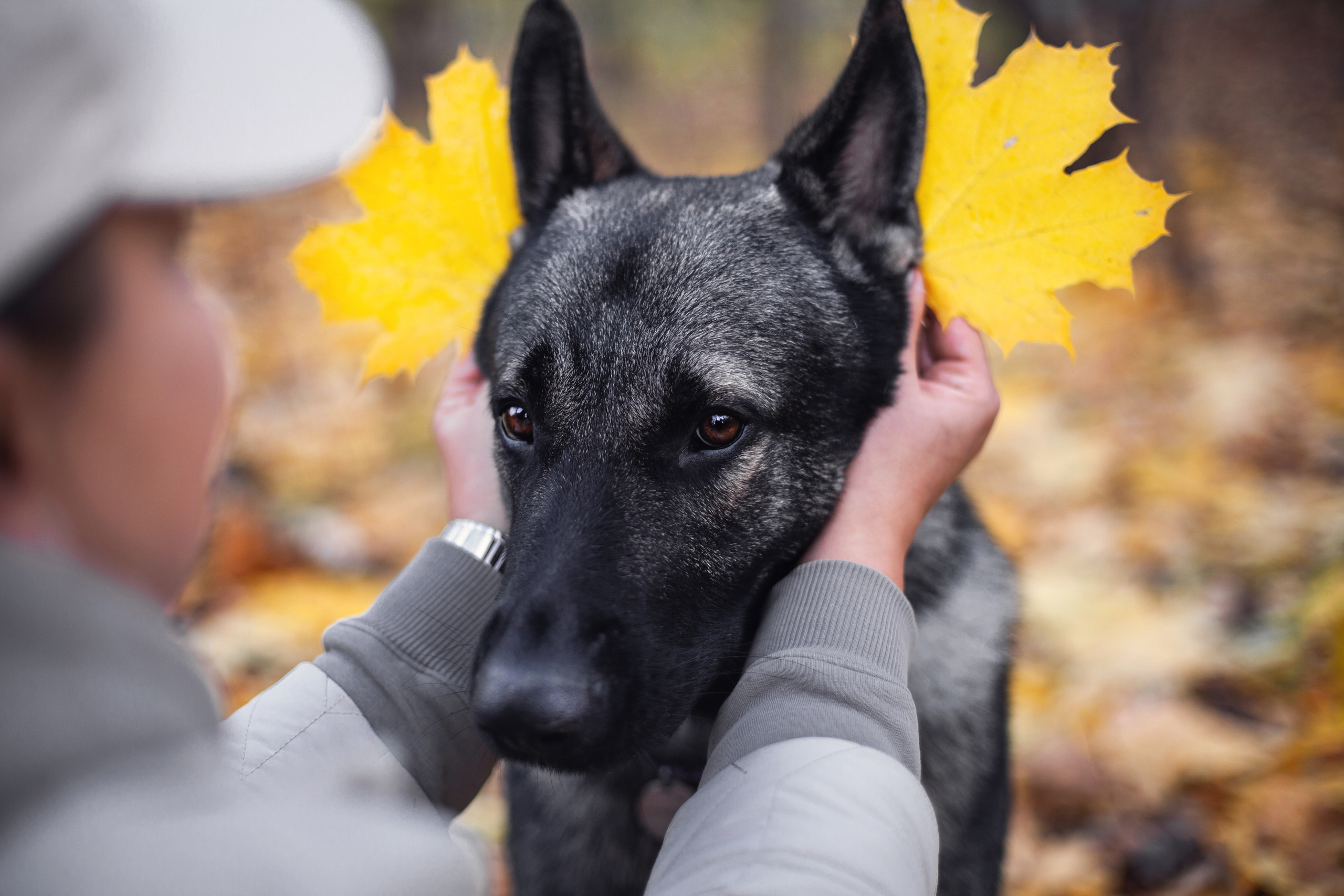 Женя, Скай и Арти в ПКИО Северное Тушино. Фотограф-анималист Татьяна Степанова