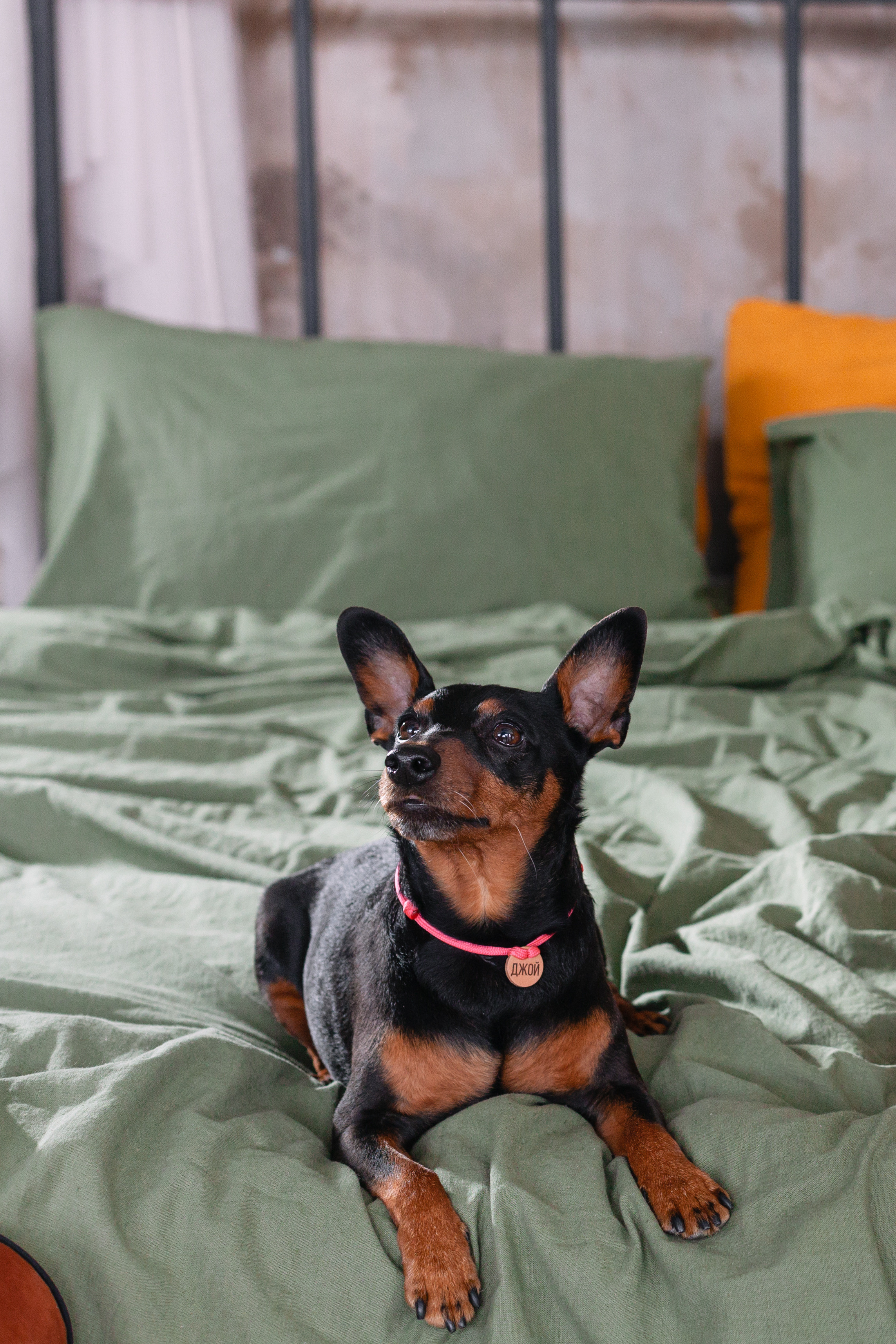 Александра и пинчеры Майя и Джой. Фотограф-анималист Татьяна Степанова