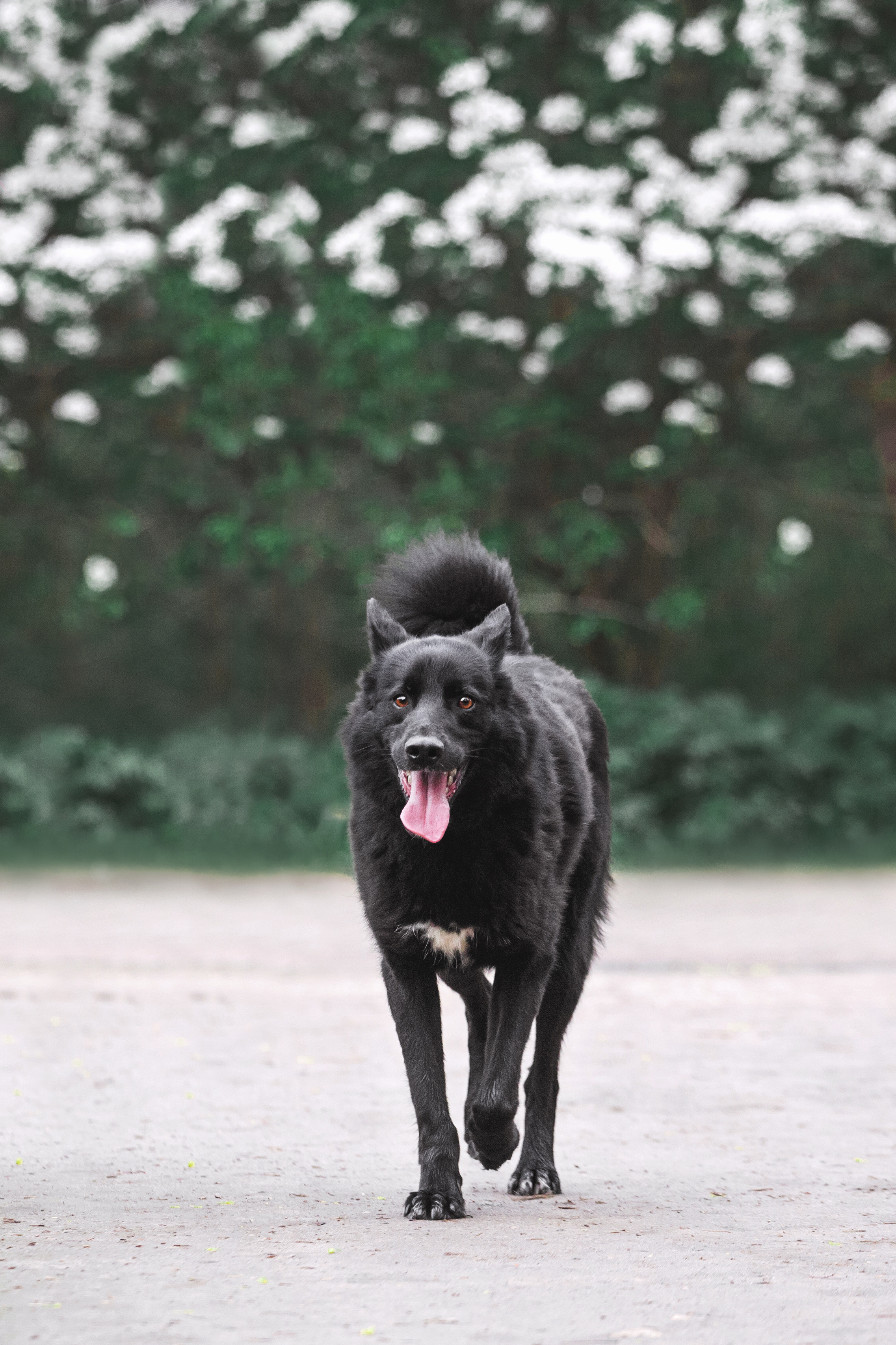 Съемка 3 собак в цветении 2023. Фотограф-анималист Татьяна Степанова