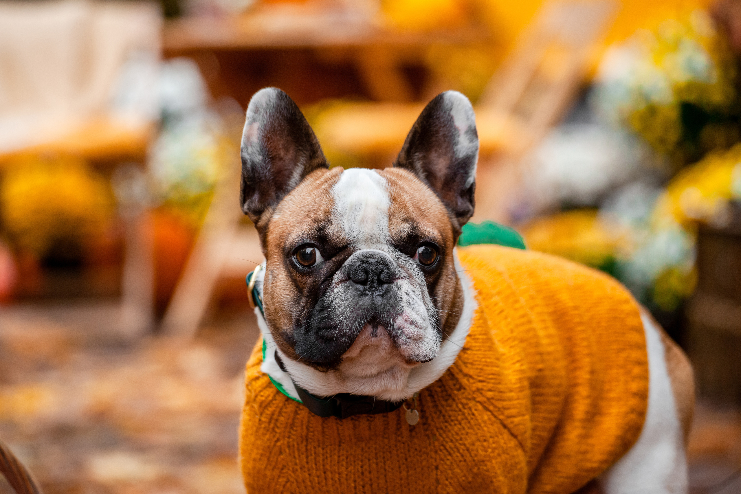 Съемка с ретро автобусом. Фотограф-анималист Татьяна Степанова