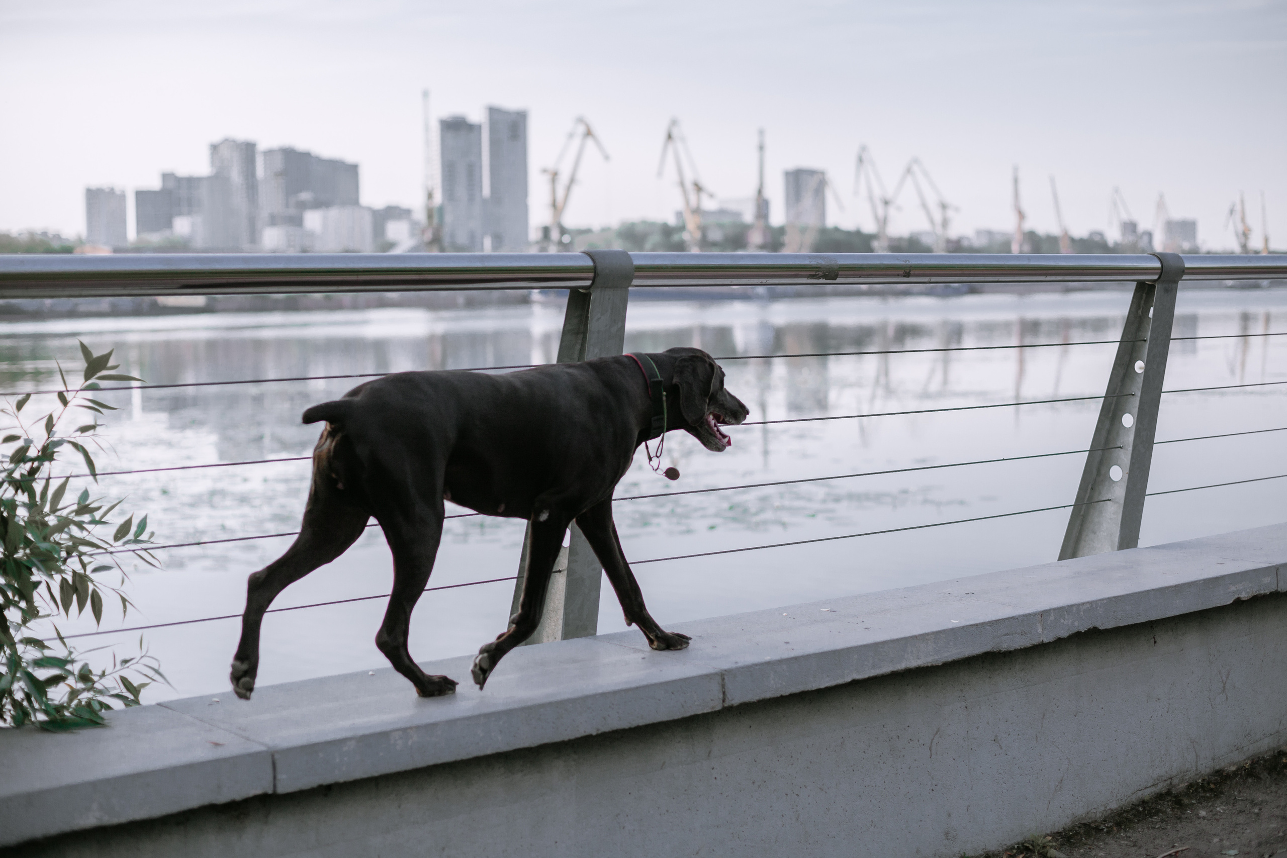Рассветная съемка в ПКИО Северное Тушино. Фотограф-анималист Татьяна Степанова