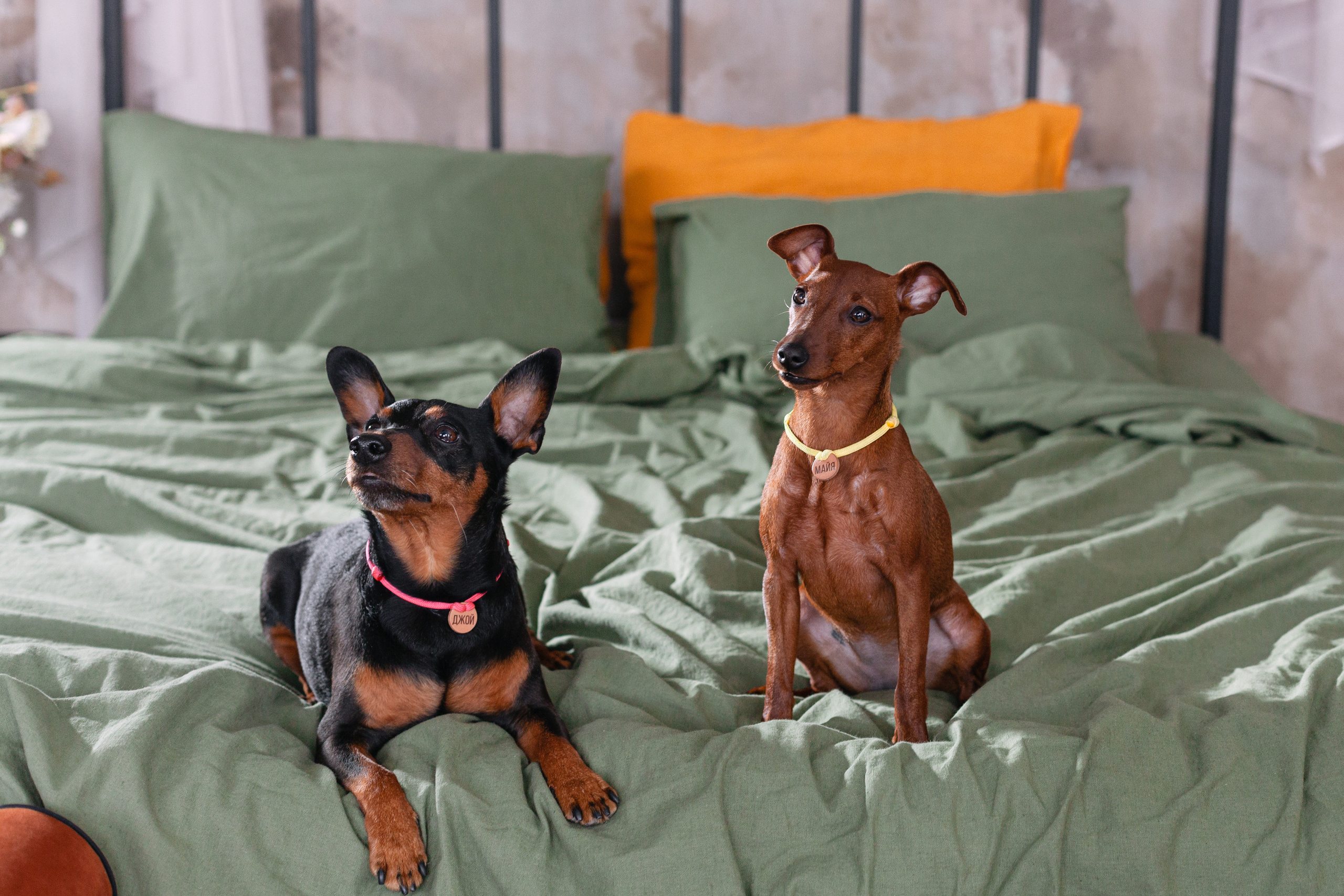 Александра и пинчеры Майя и Джой. Фотограф-анималист Татьяна Степанова