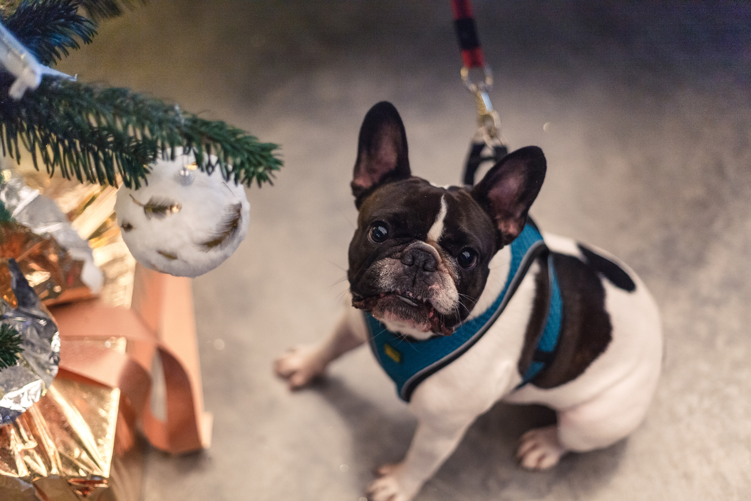 Бульелка 2022. Фотограф-анималист Татьяна Степанова