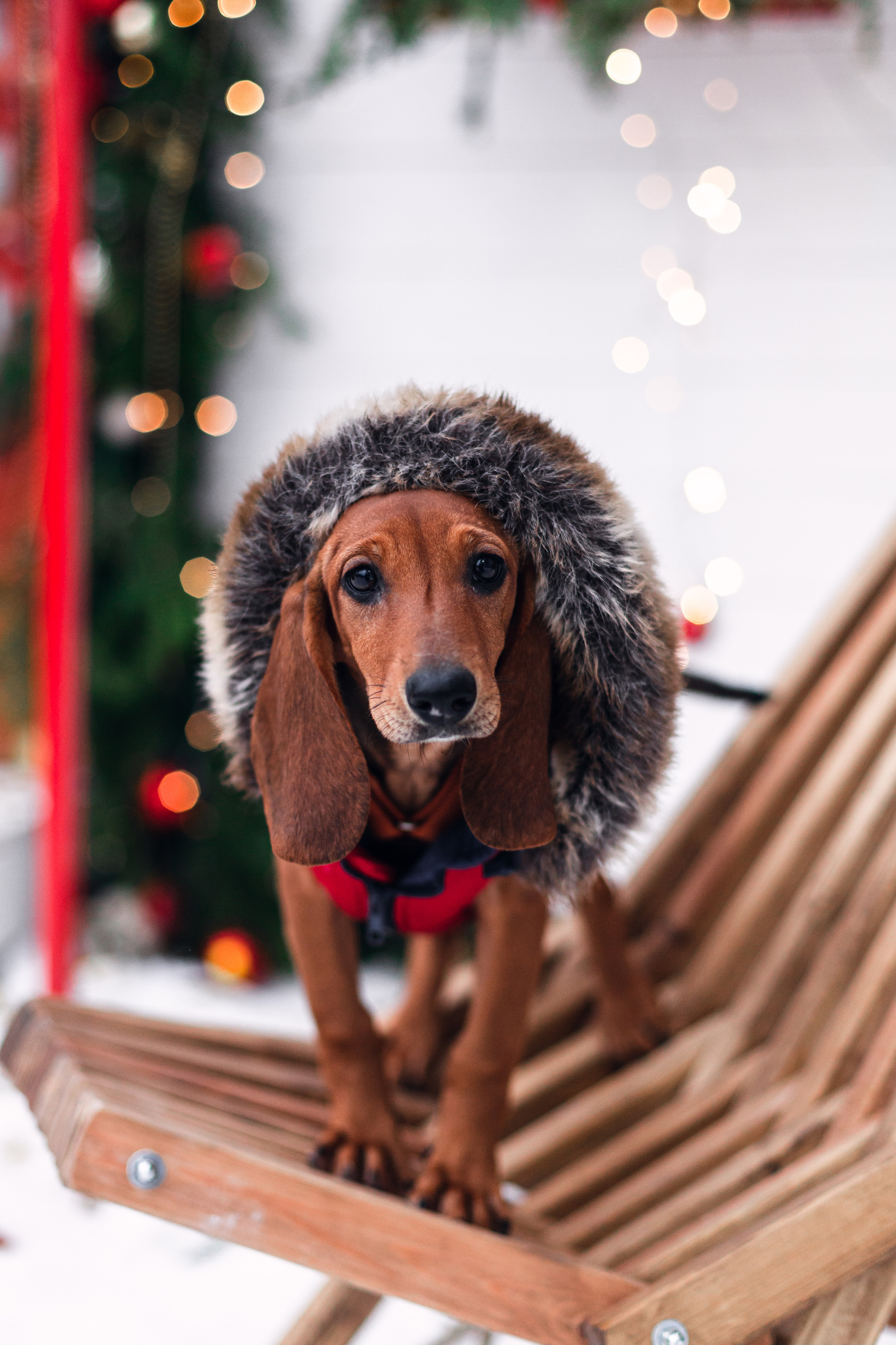 Новогодняя серия с ретромашиной. Фотограф-анималист Татьяна Степанова