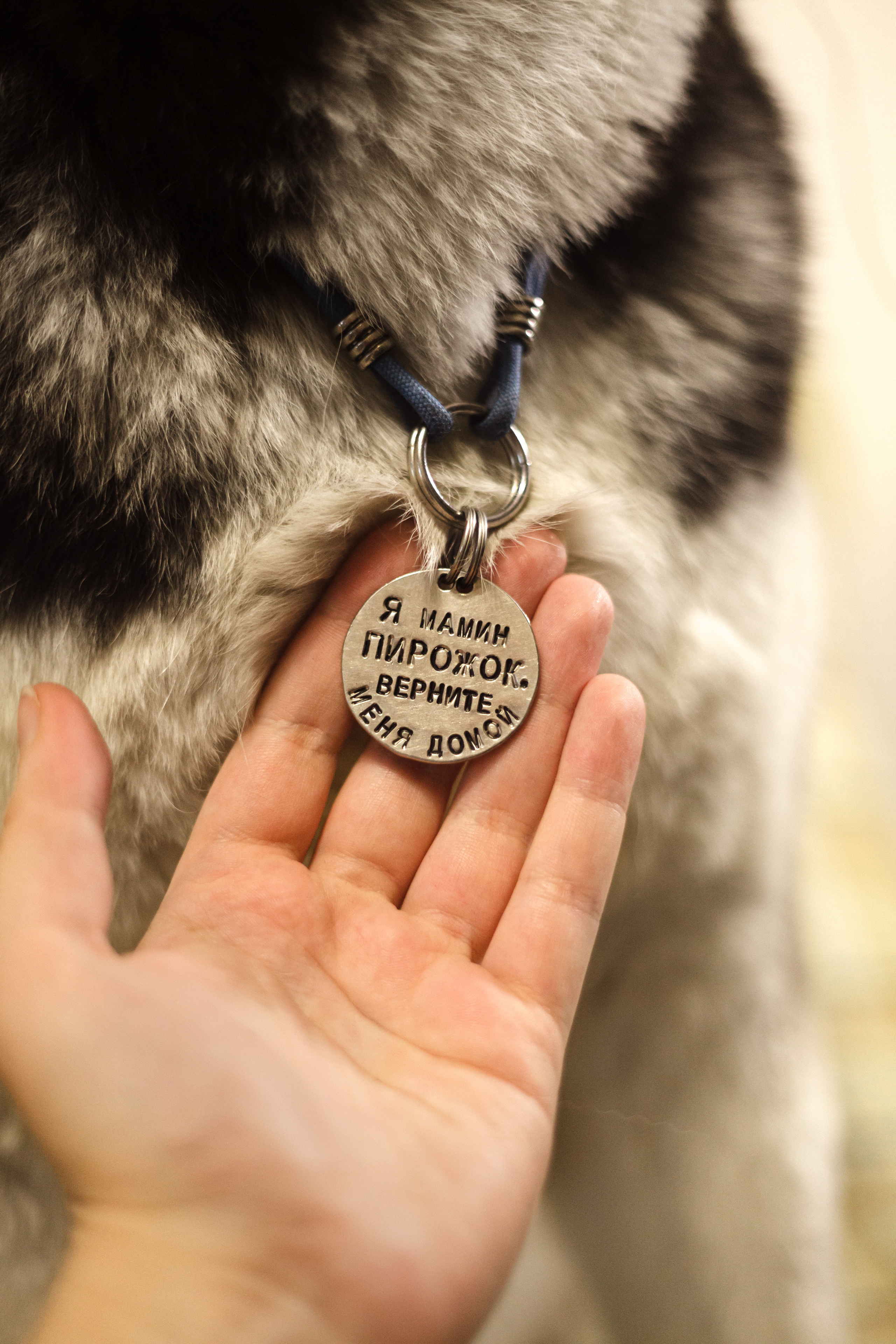 Киба и Аки. Фотограф-анималист Татьяна Степанова