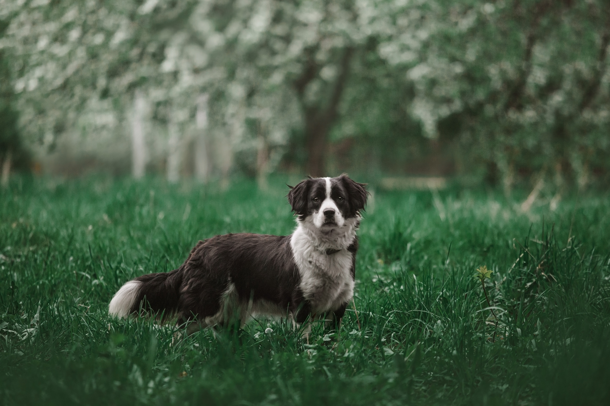 Съемка 3 собак в цветении 2023. Фотограф-анималист Татьяна Степанова