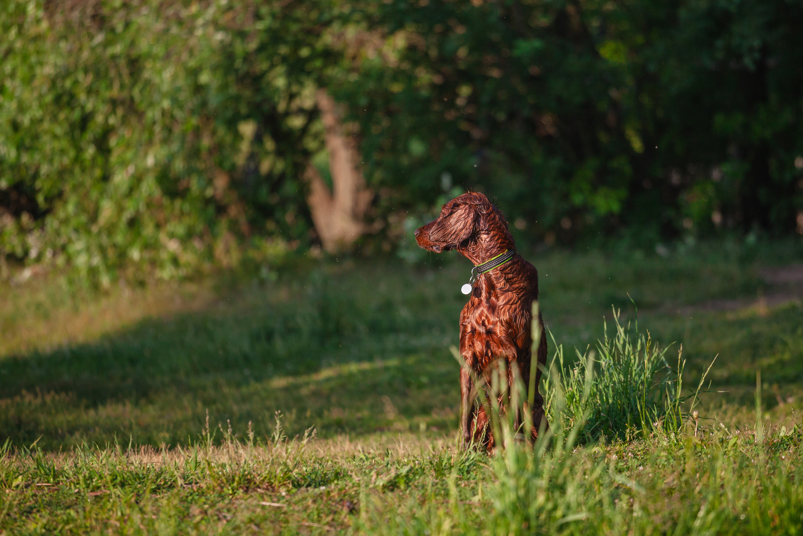 Рассветная съемка в ПКИО Северное Тушино. Фотограф-анималист Татьяна Степанова