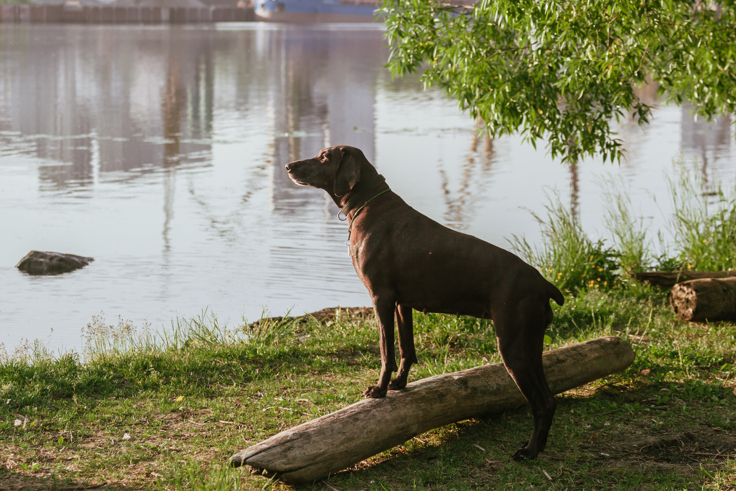 Рассветная съемка в ПКИО Северное Тушино. Фотограф-анималист Татьяна Степанова