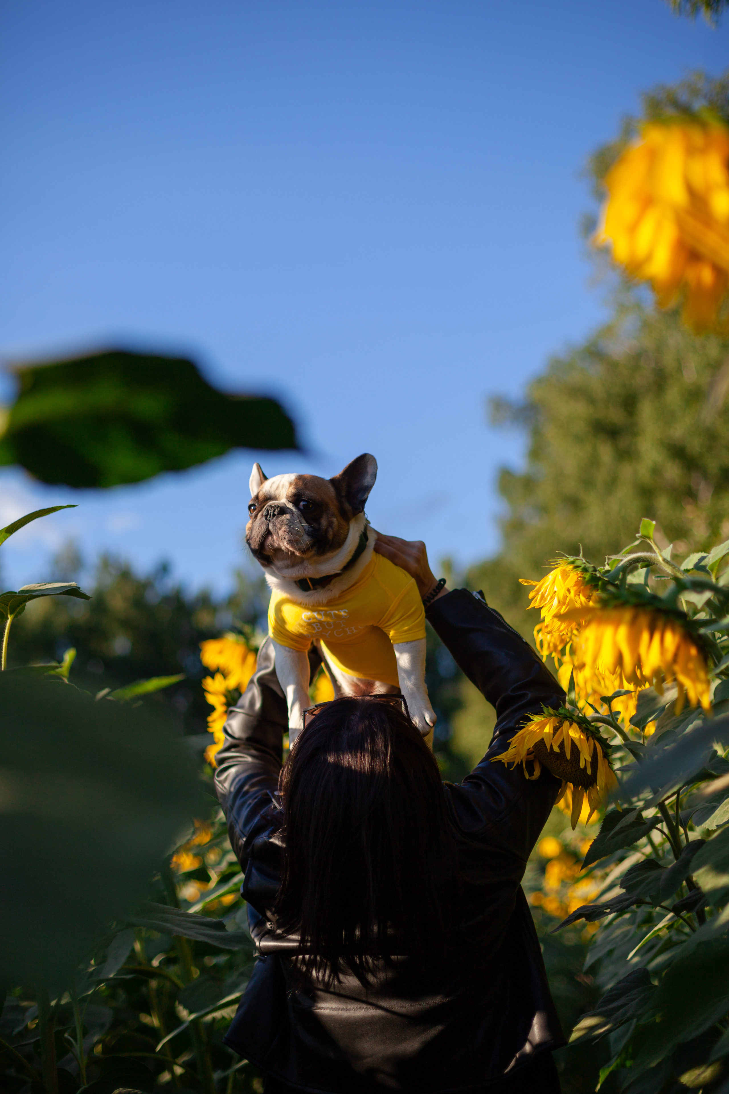 Коломна, стога и подсолнухи. Фотограф-анималист Татьяна Степанова