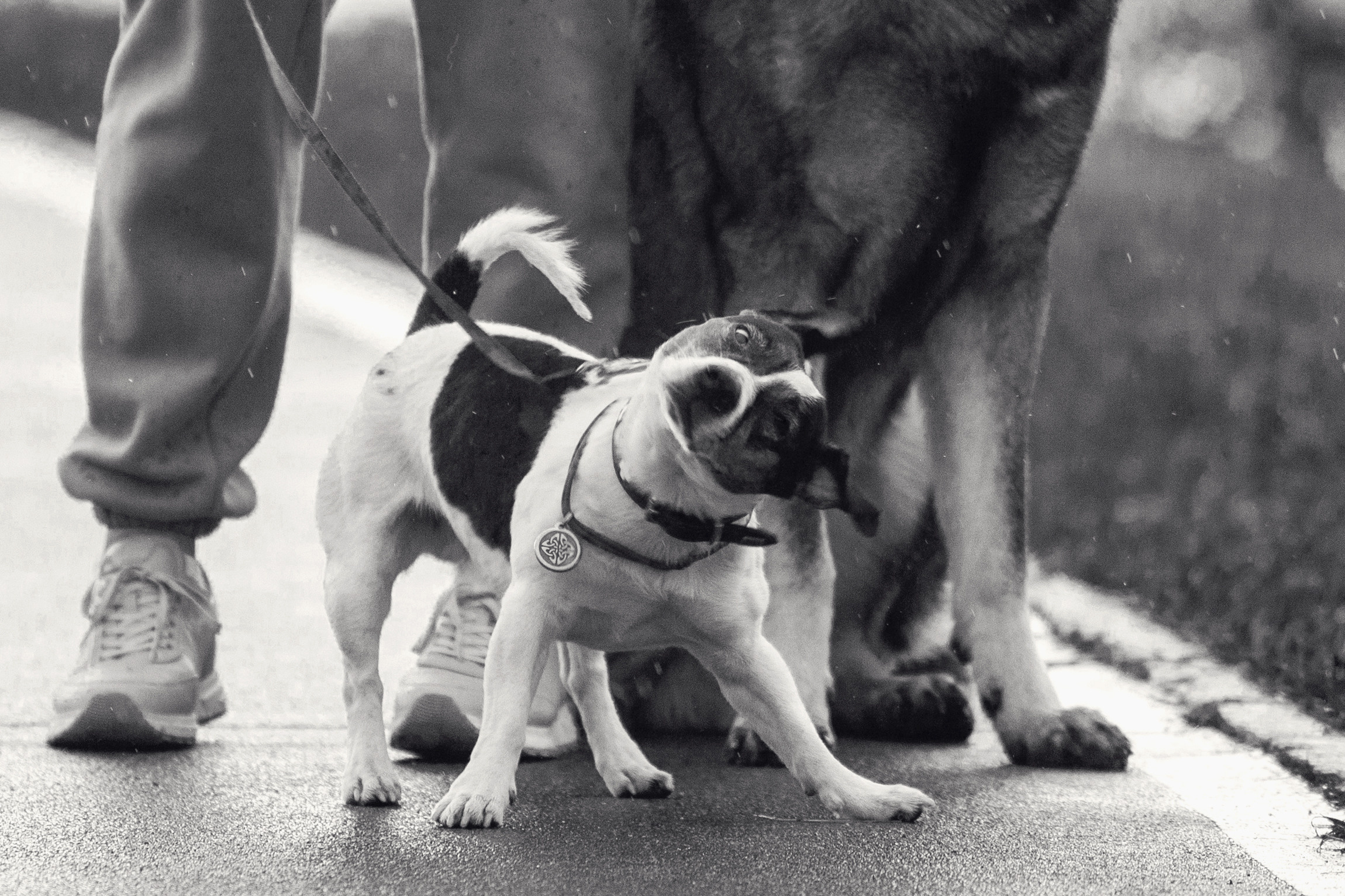 Женя, Скай и Арти в ПКИО Северное Тушино. Фотограф-анималист Татьяна Степанова