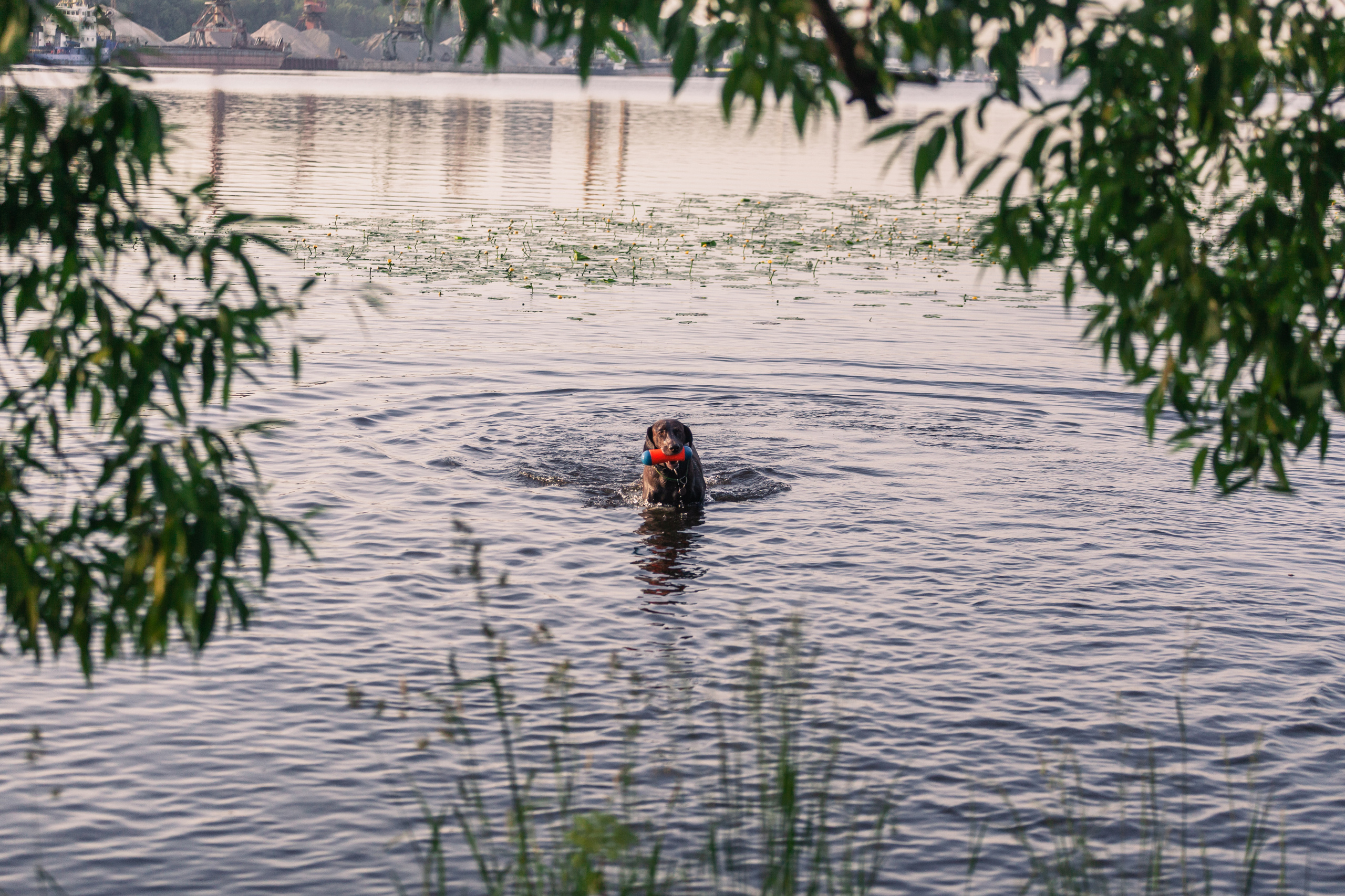 Рассветная съемка в ПКИО Северное Тушино. Фотограф-анималист Татьяна Степанова