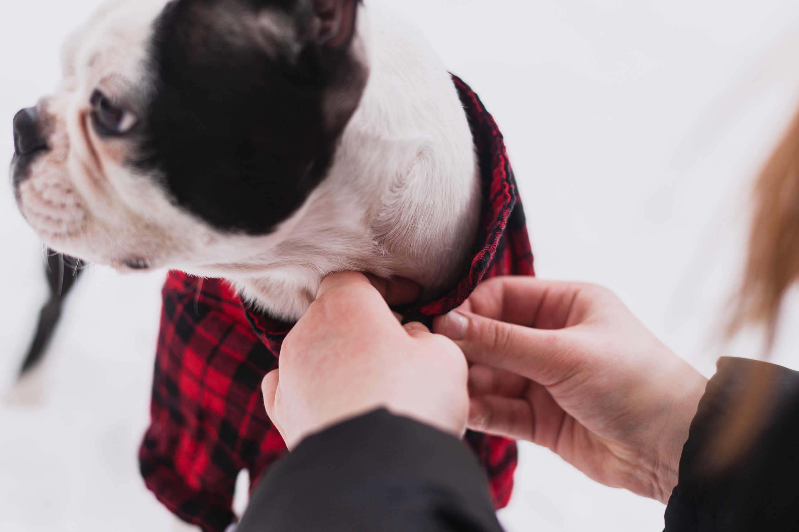 Василиса и Мира Кузнецкий мост. Фотограф-анималист Татьяна Степанова