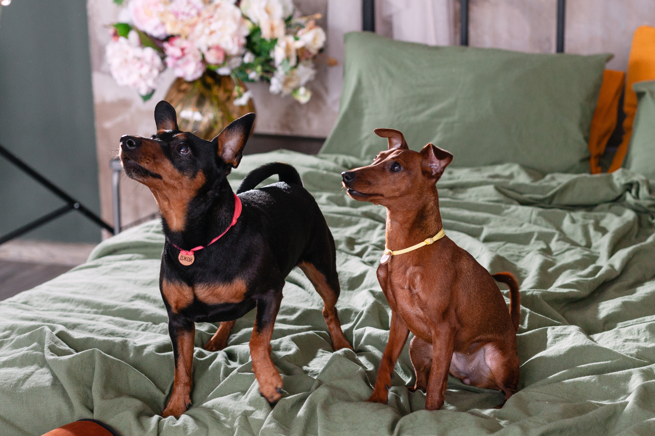 Александра и пинчеры Майя и Джой. Фотограф-анималист Татьяна Степанова