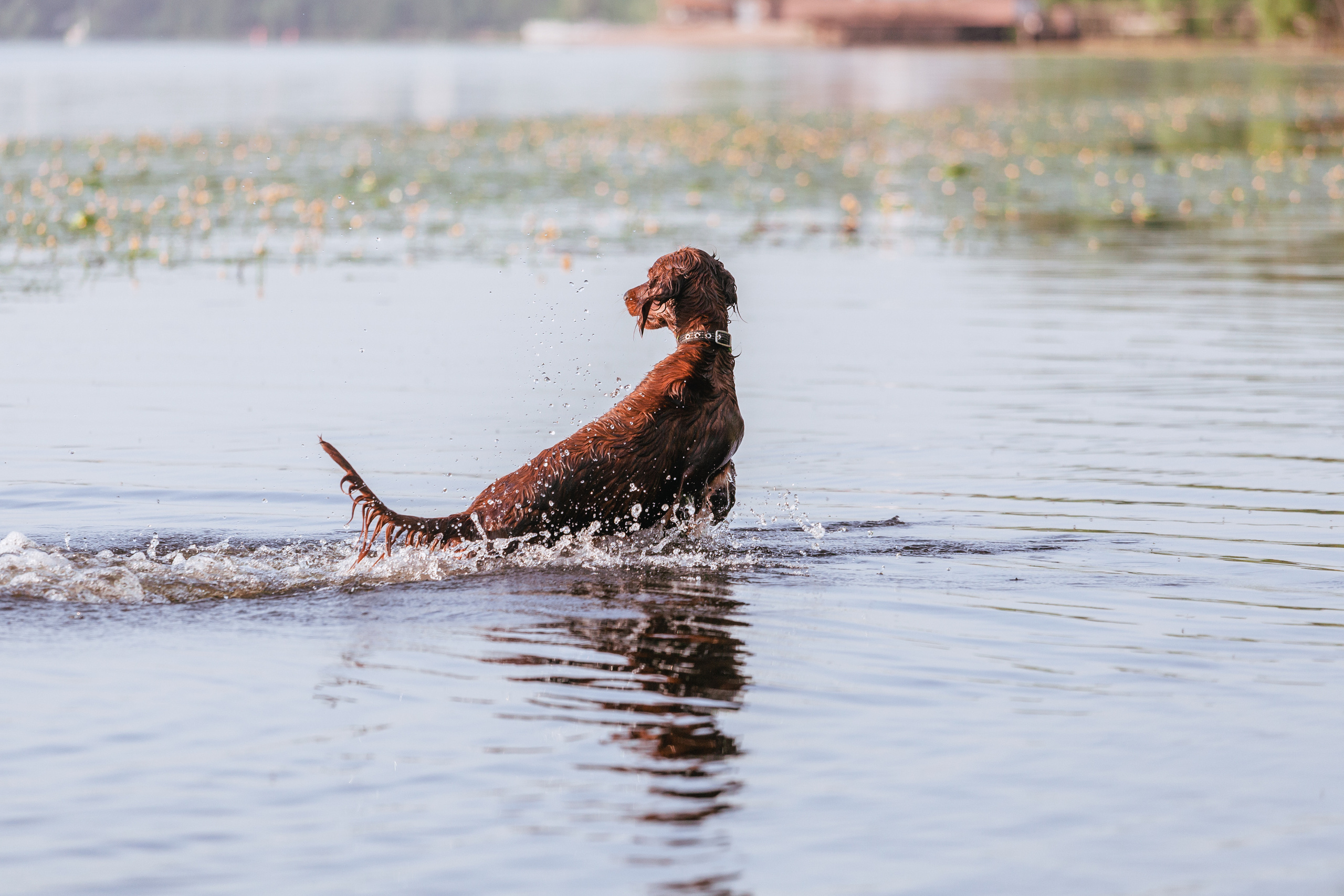 Рассветная съемка в ПКИО Северное Тушино. Фотограф-анималист Татьяна Степанова