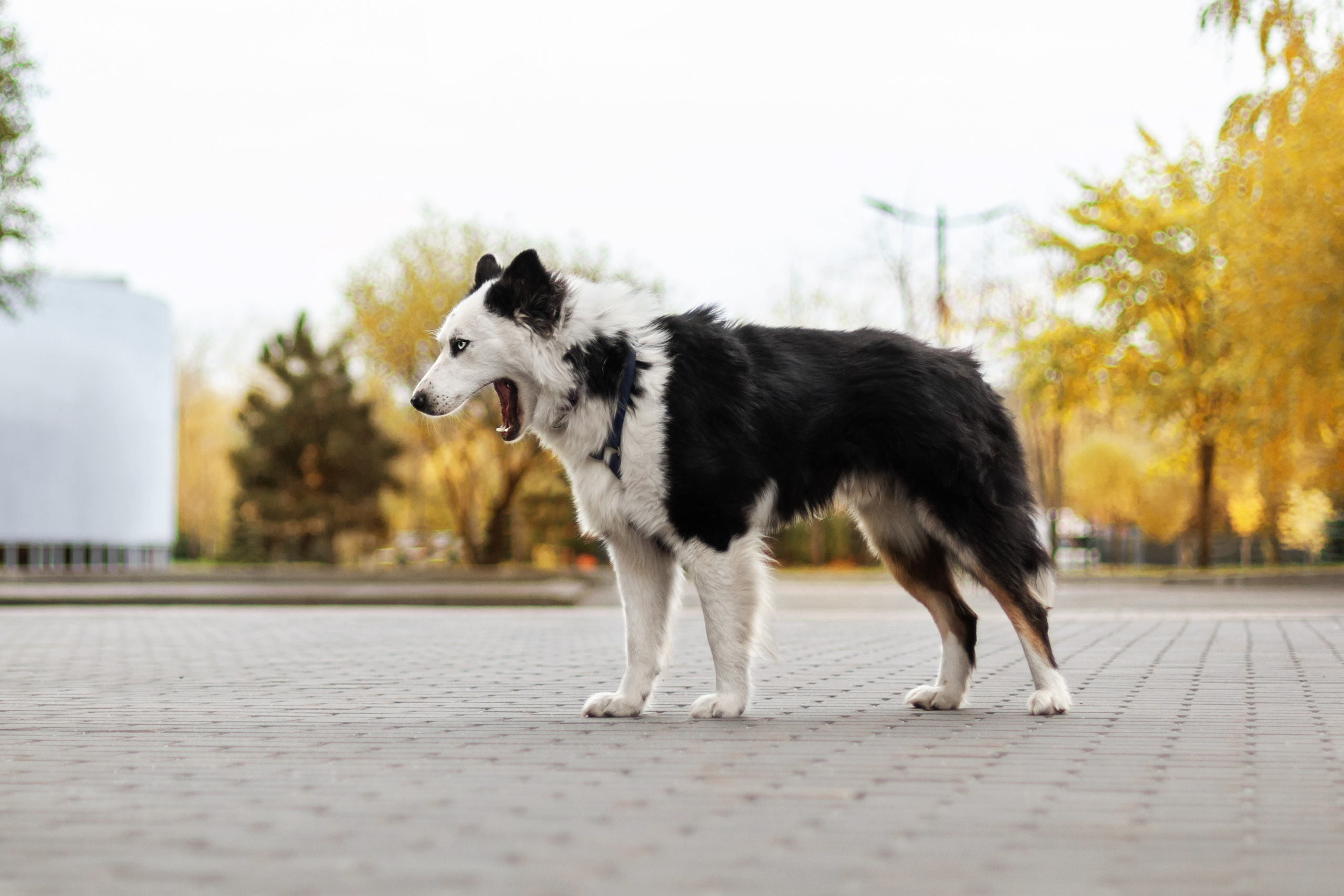 Чех 2022. Фотограф-анималист Татьяна Степанова
