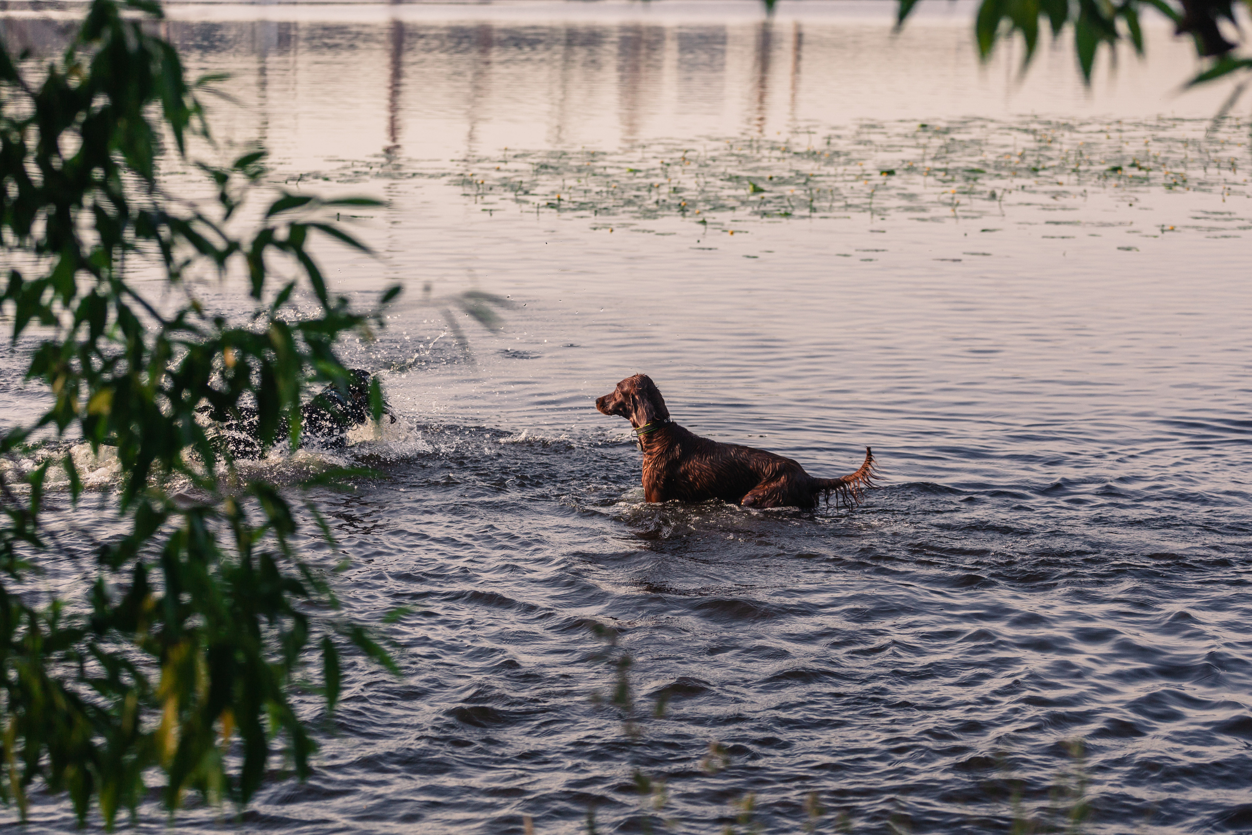 Рассветная съемка в ПКИО Северное Тушино. Фотограф-анималист Татьяна Степанова