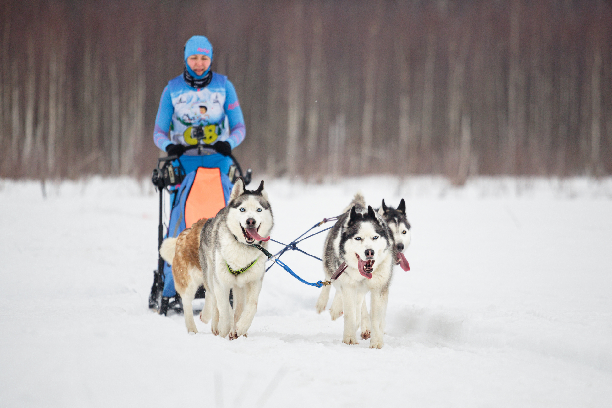 Холодные игры 28 февраля 2022. Фотограф-анималист Татьяна Степанова