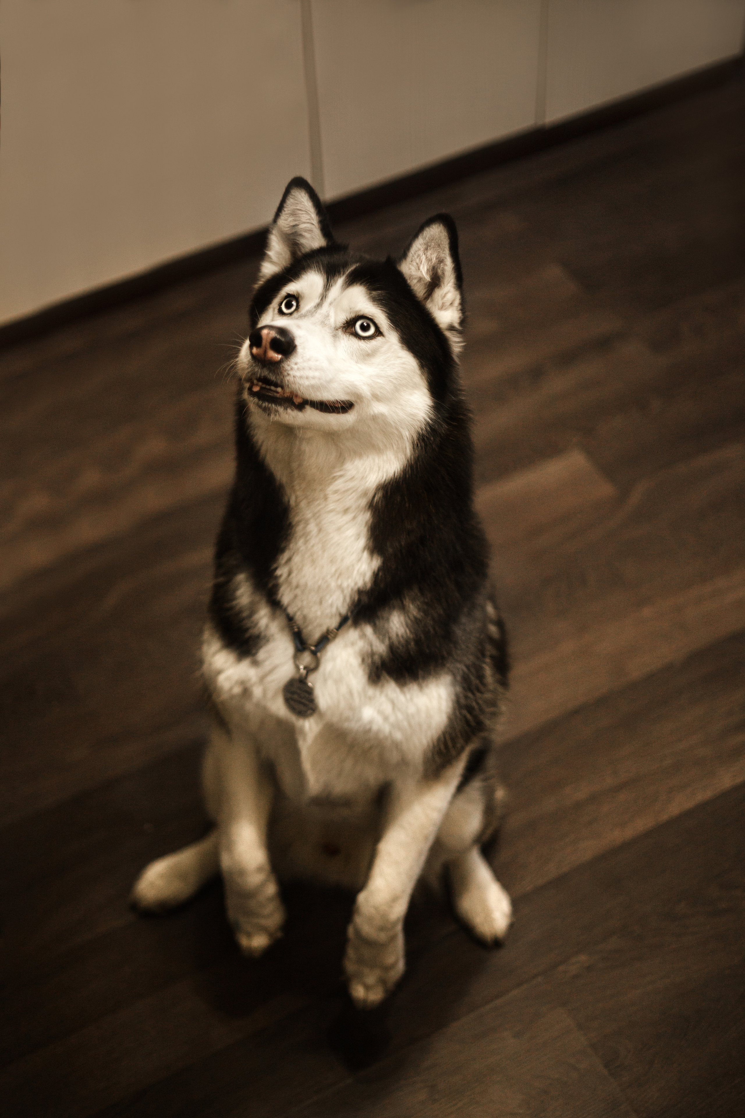 Киба и Аки. Фотограф-анималист Татьяна Степанова