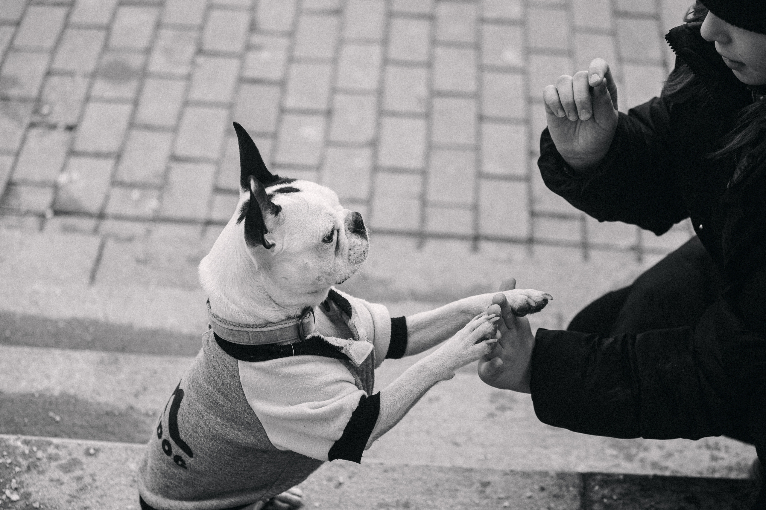 Василиса и Мира Кузнецкий мост. Фотограф-анималист Татьяна Степанова