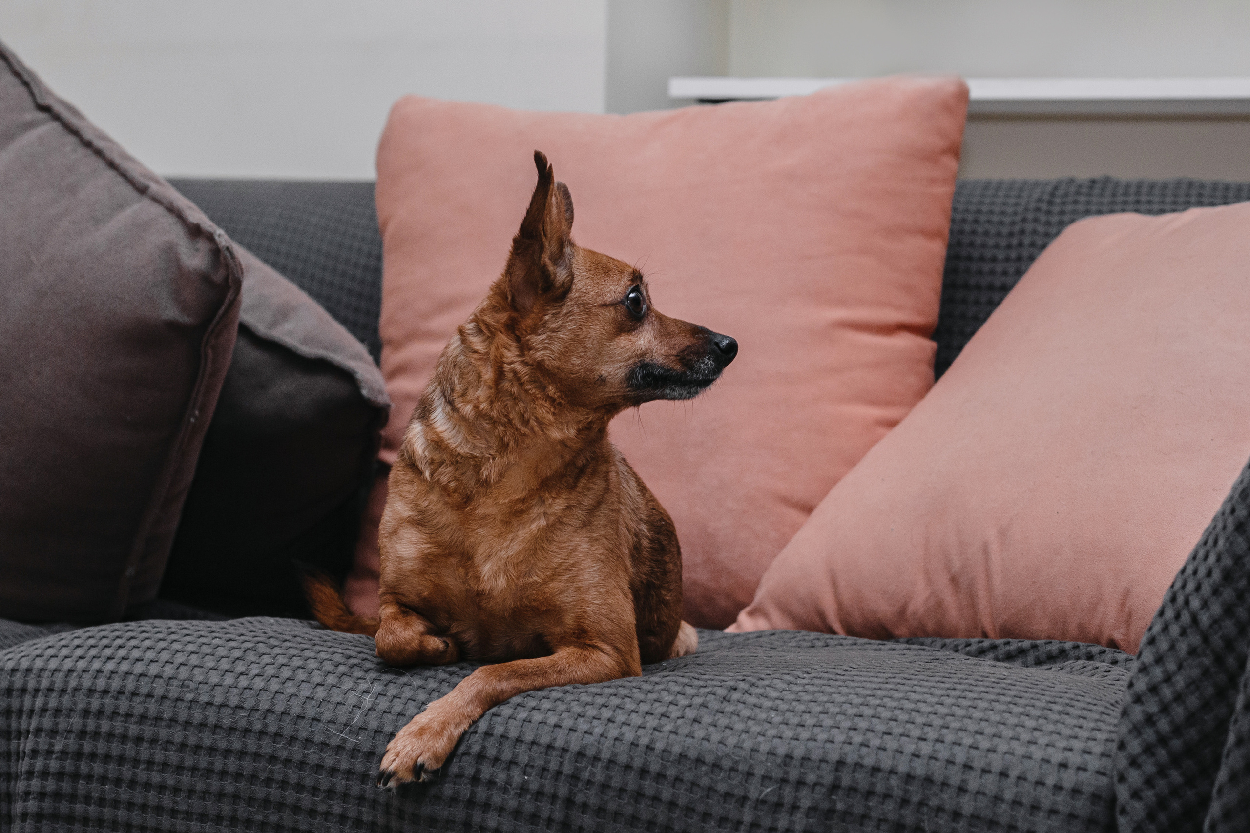 Домашняя съемка 2 собак и кошки 2023. Фотограф-анималист Татьяна Степанова