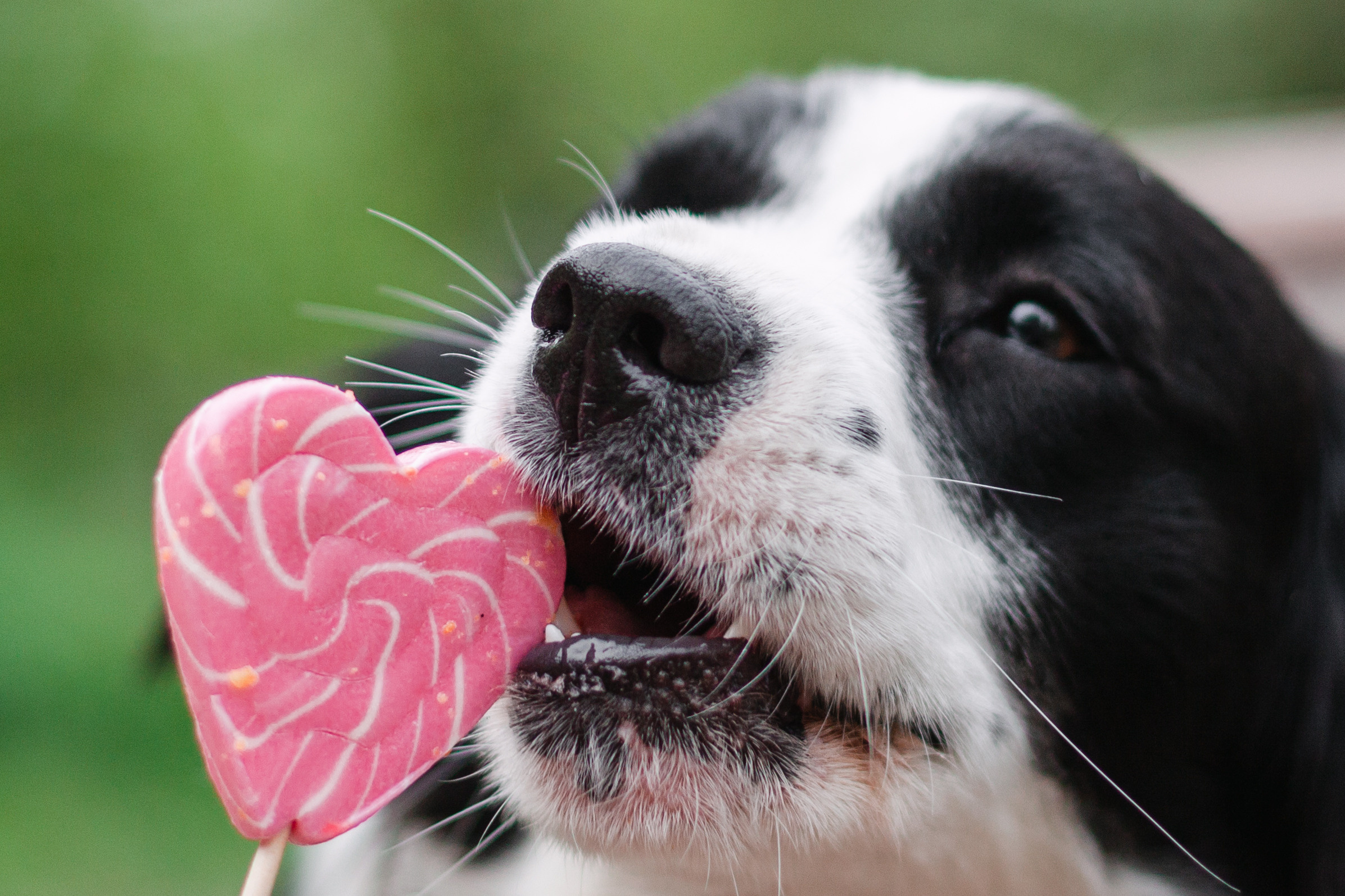 Съемка 3 собак в цветении 2023. Фотограф-анималист Татьяна Степанова