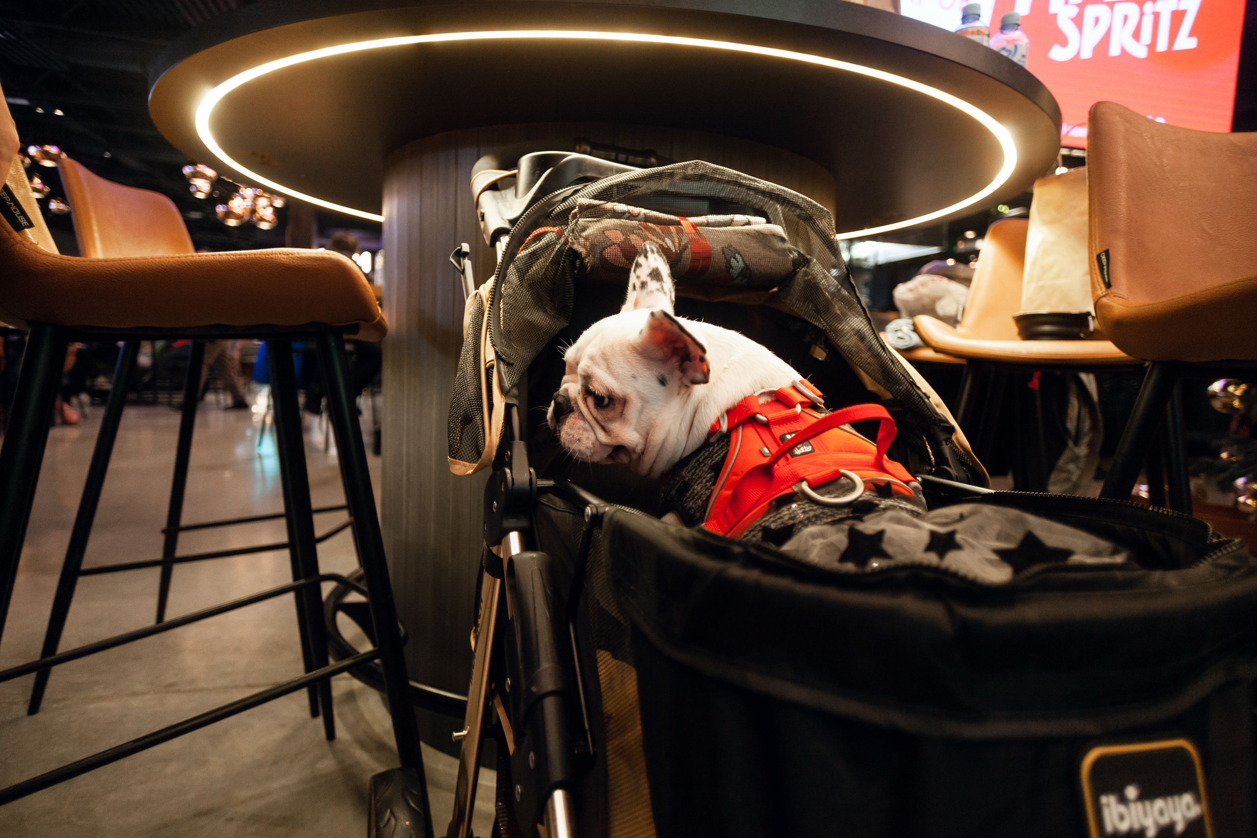 Бульелка 2022. Фотограф-анималист Татьяна Степанова