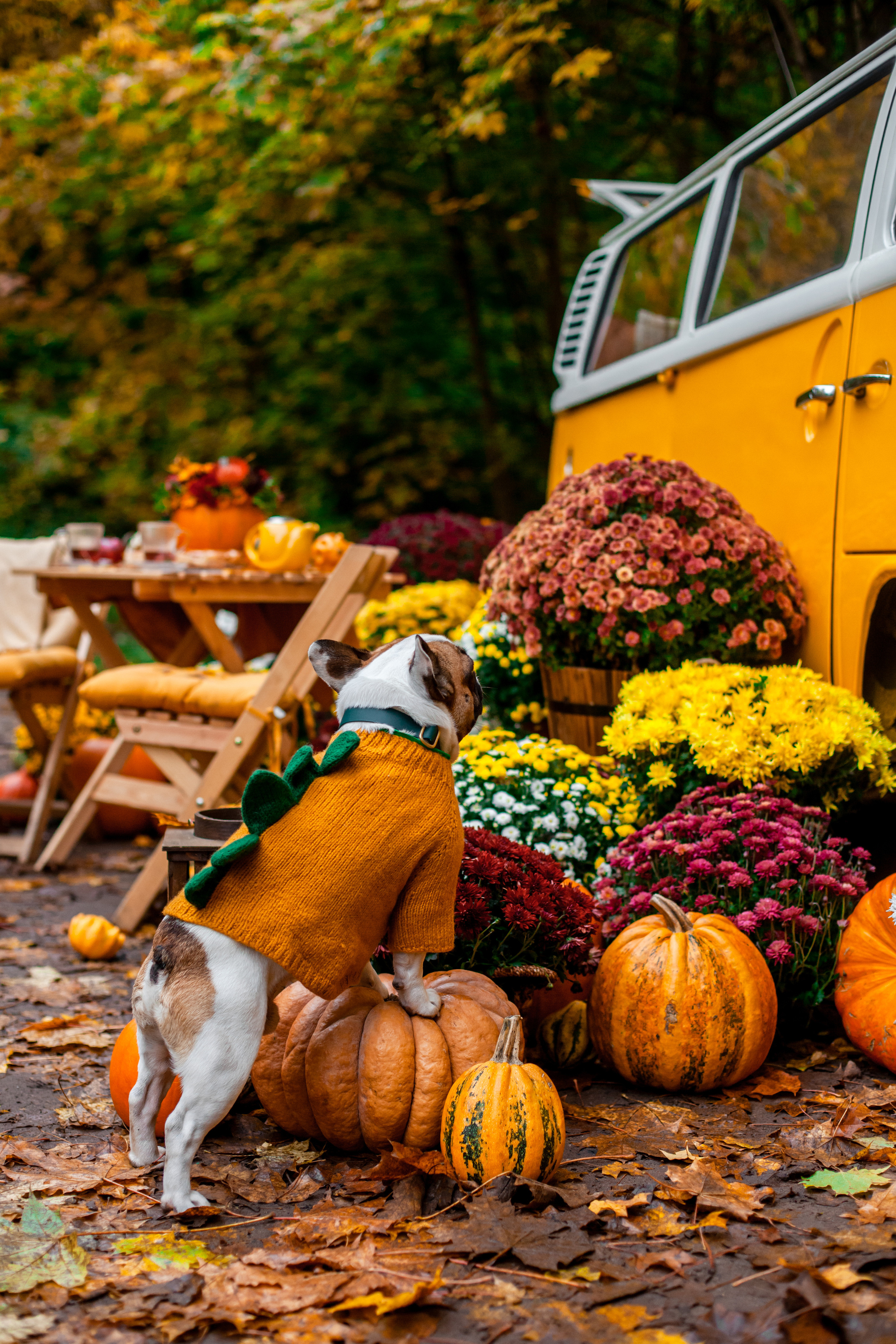 Съемка с ретро автобусом. Фотограф-анималист Татьяна Степанова